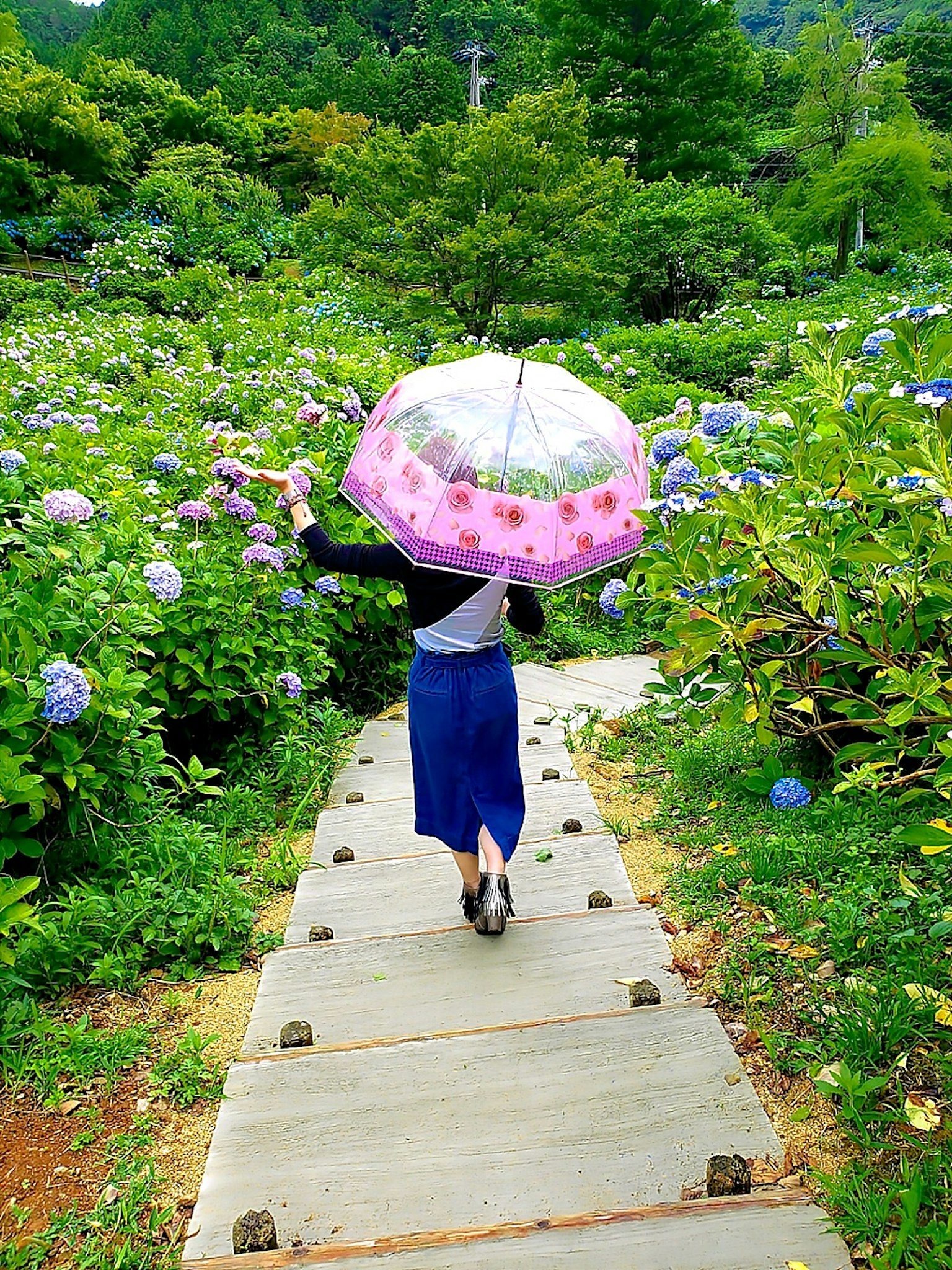 ผู้หญิงเดินบนทางเดินที่มีดอกไฮเดรนเยียล้อมรอบถือร่มสีสัน