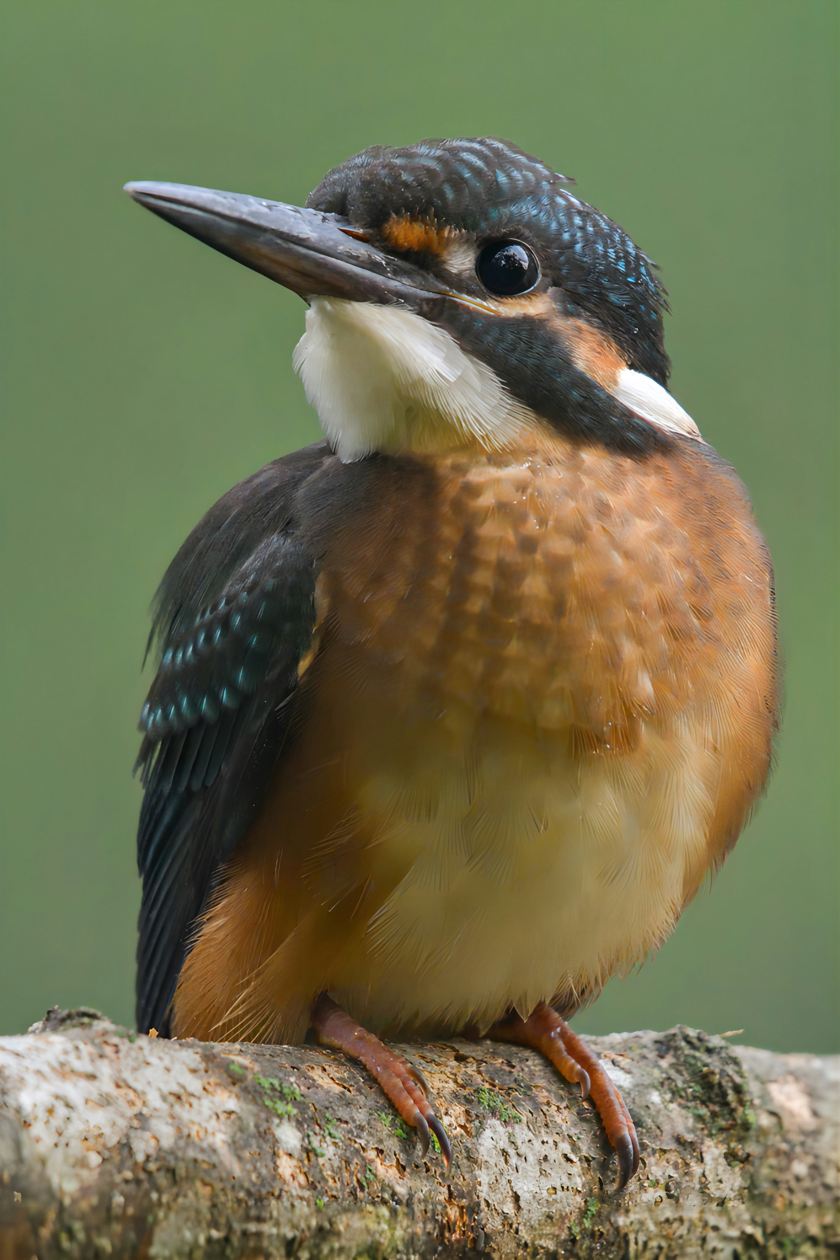 Nahaufnahme eines Eisvogels, der auf einem Ast sitzt