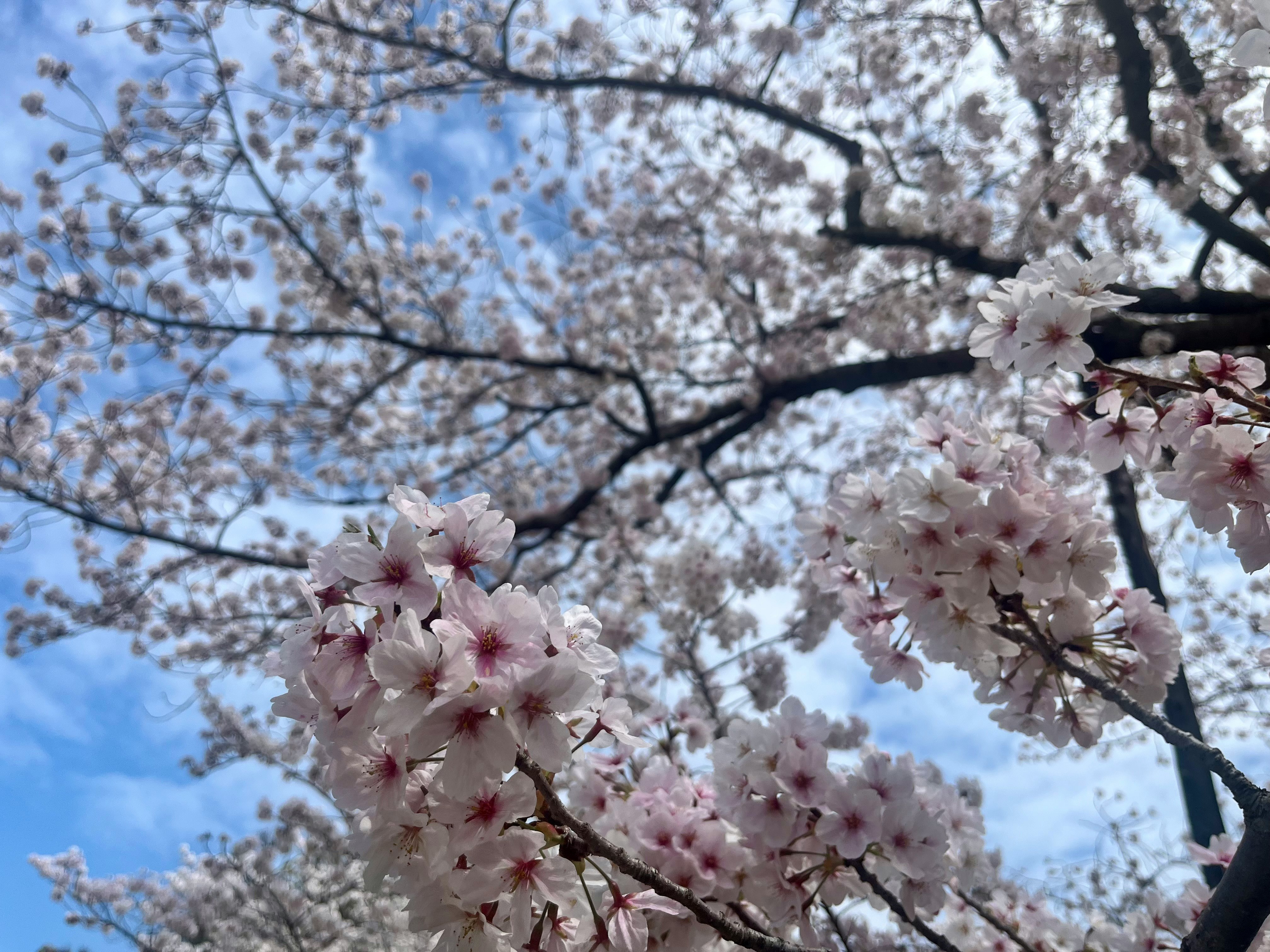 Cherry blossoms blooming on branches against the sky