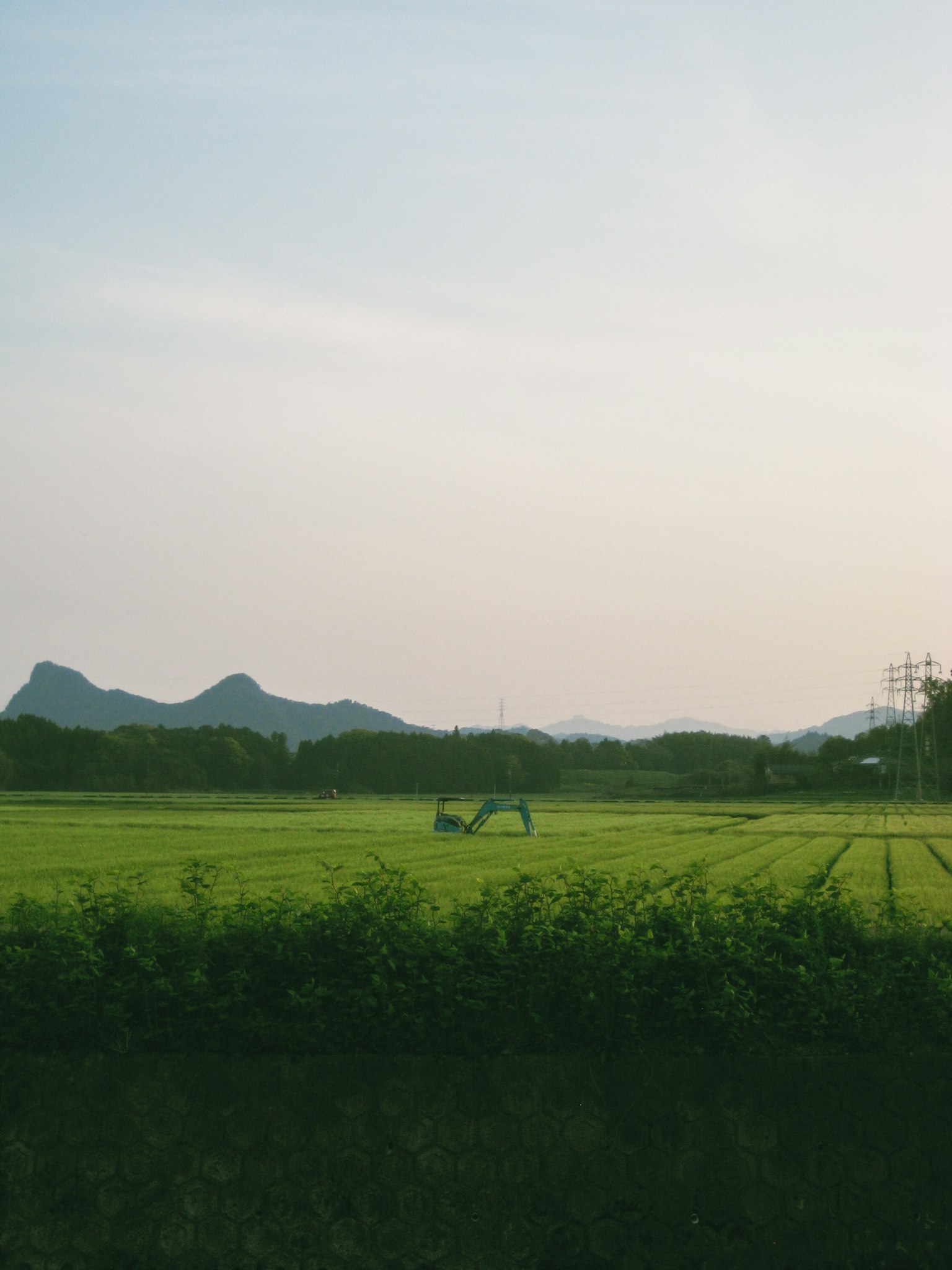 Vast green rice field with distant mountains in the background