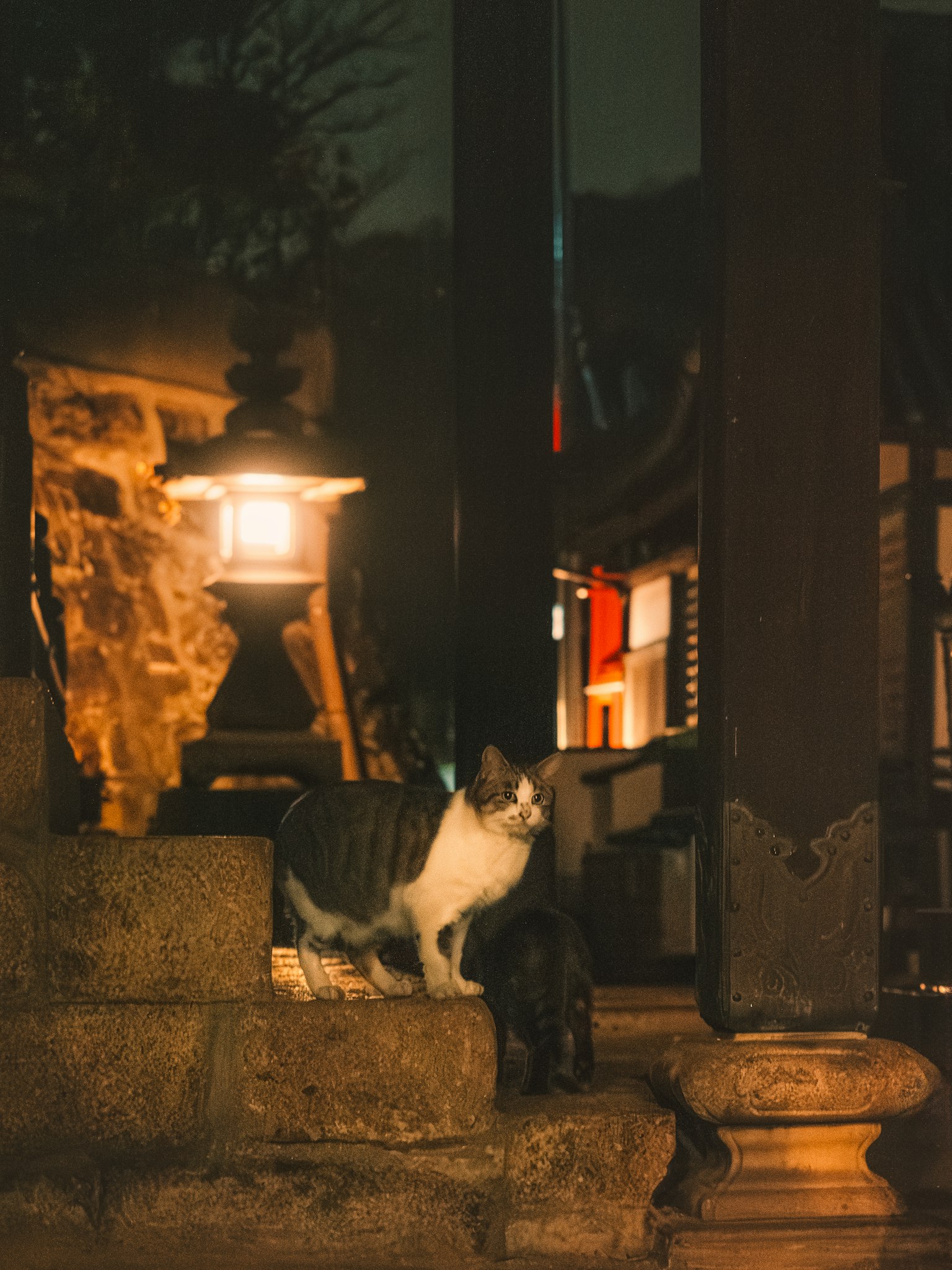 Eine Katze vor einem traditionellen Gebäude bei Nacht mit einer Laterne