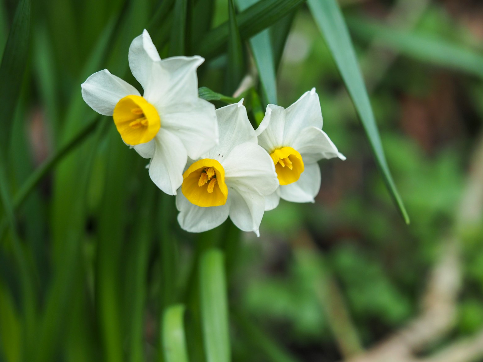Three white daffodil flowers with yellow centers blooming against a green background