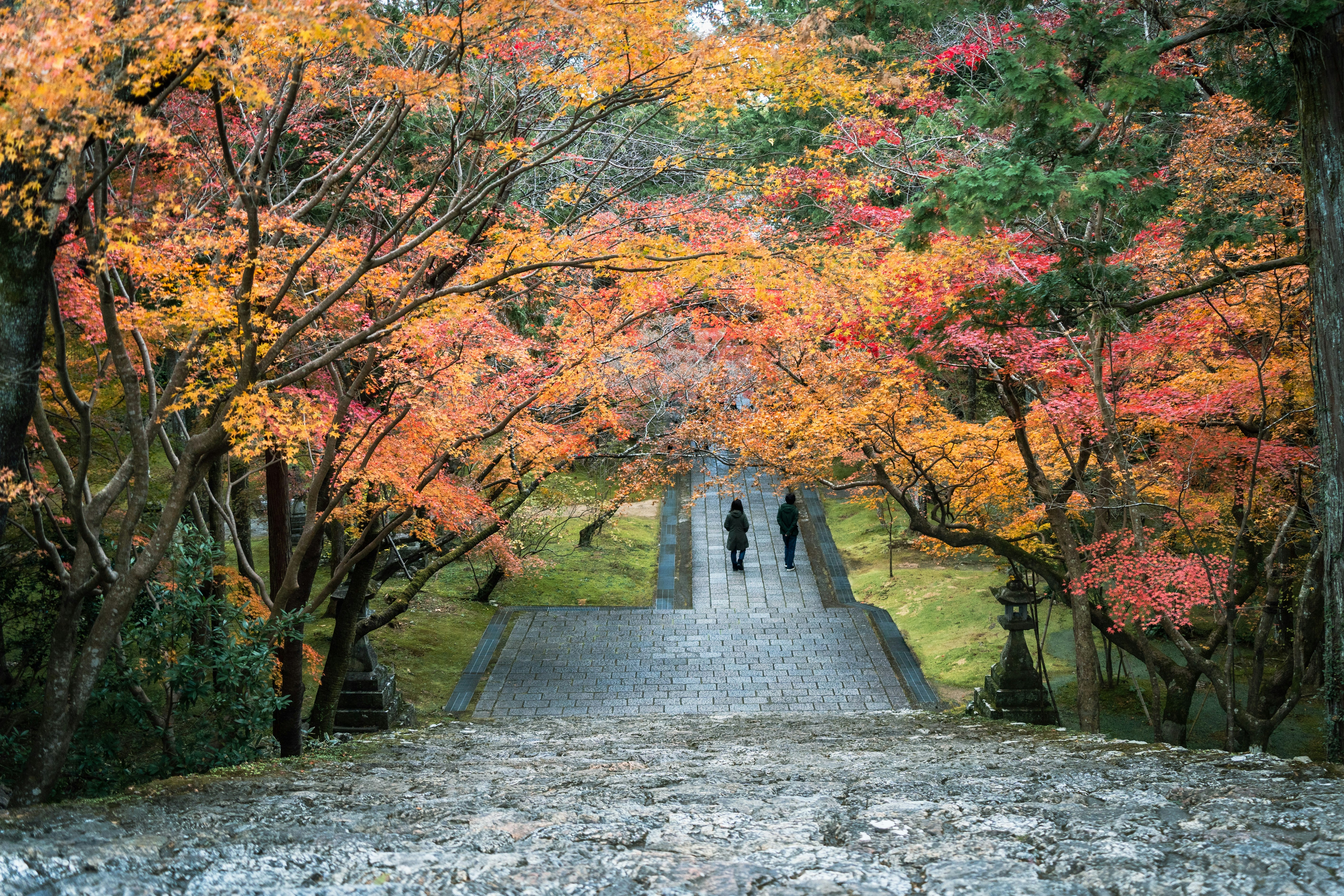 紅葉の並木道を石畳の小径が続く庭園の風景