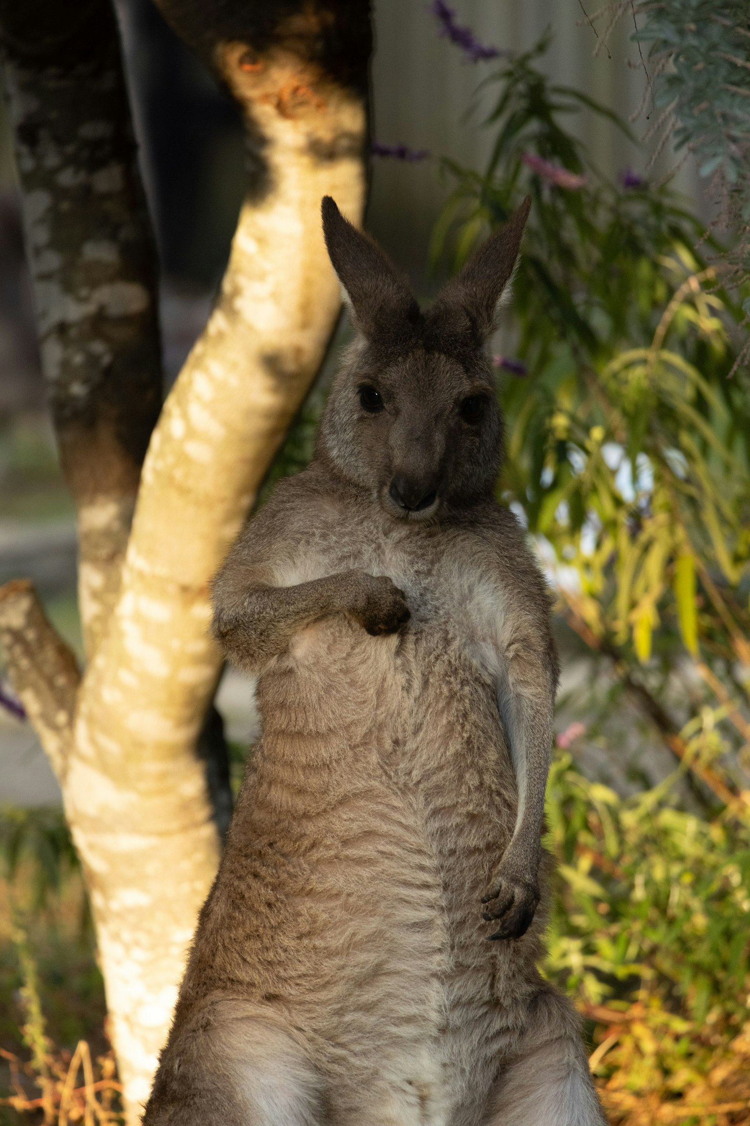 Ein Känguru steht neben einem Baum mit grünem Laub im Hintergrund