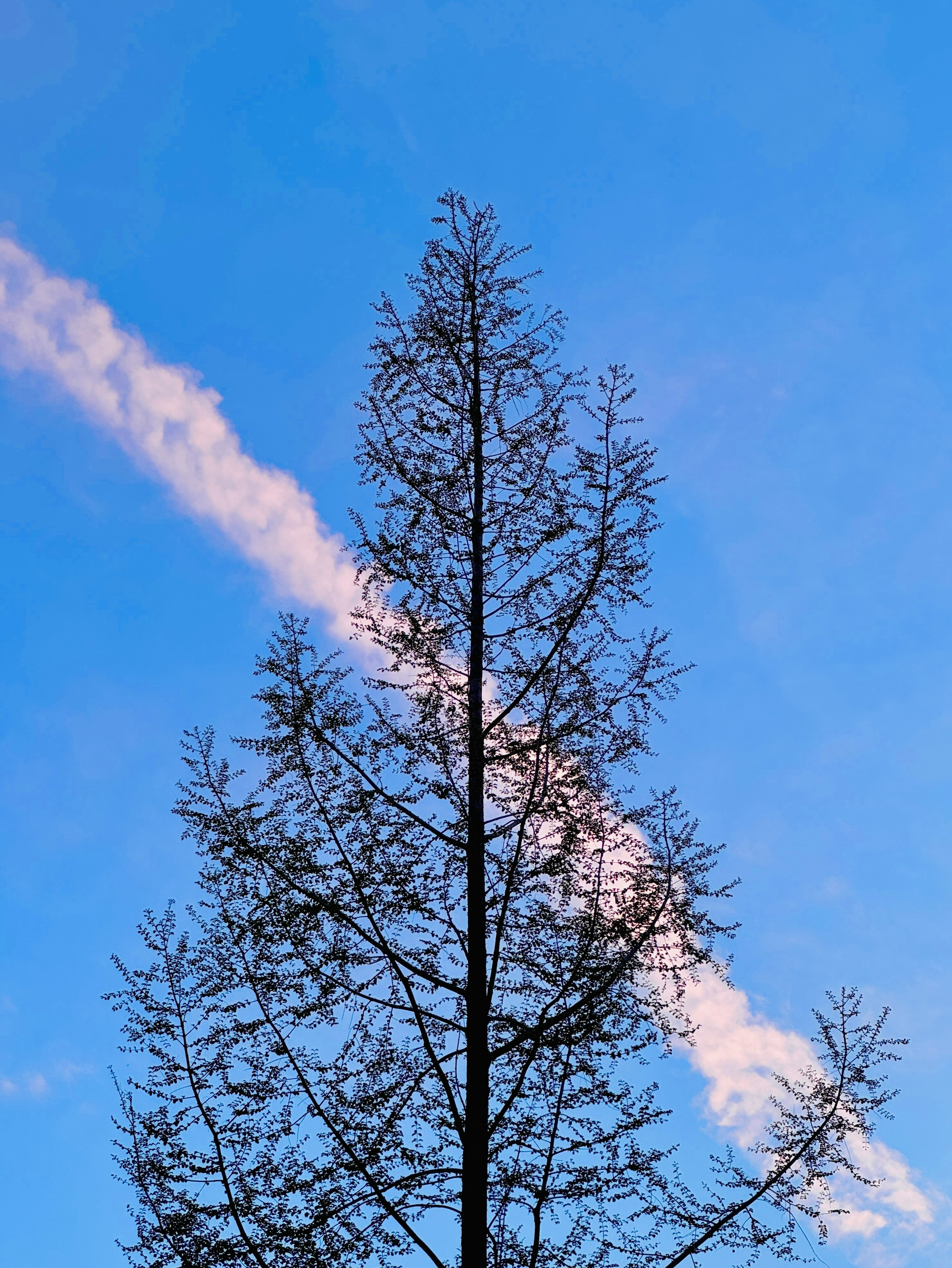 青空に伸びる木々と雲の広がる空