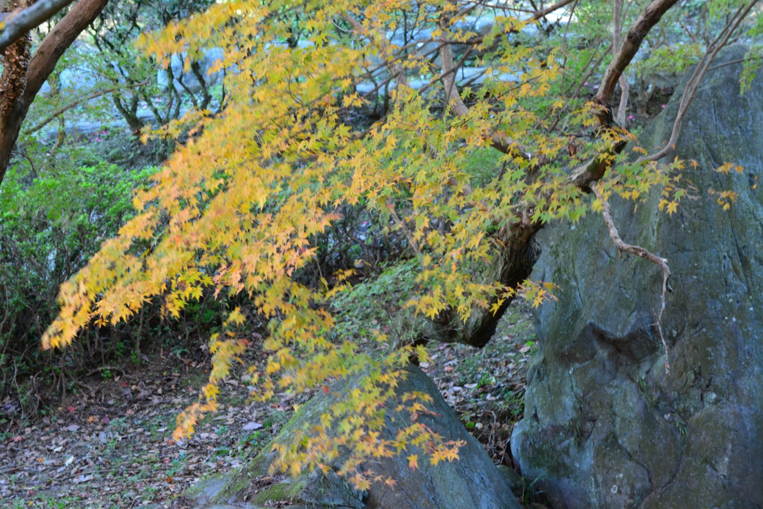 一幅展示黄色叶子的树和岩石的风景