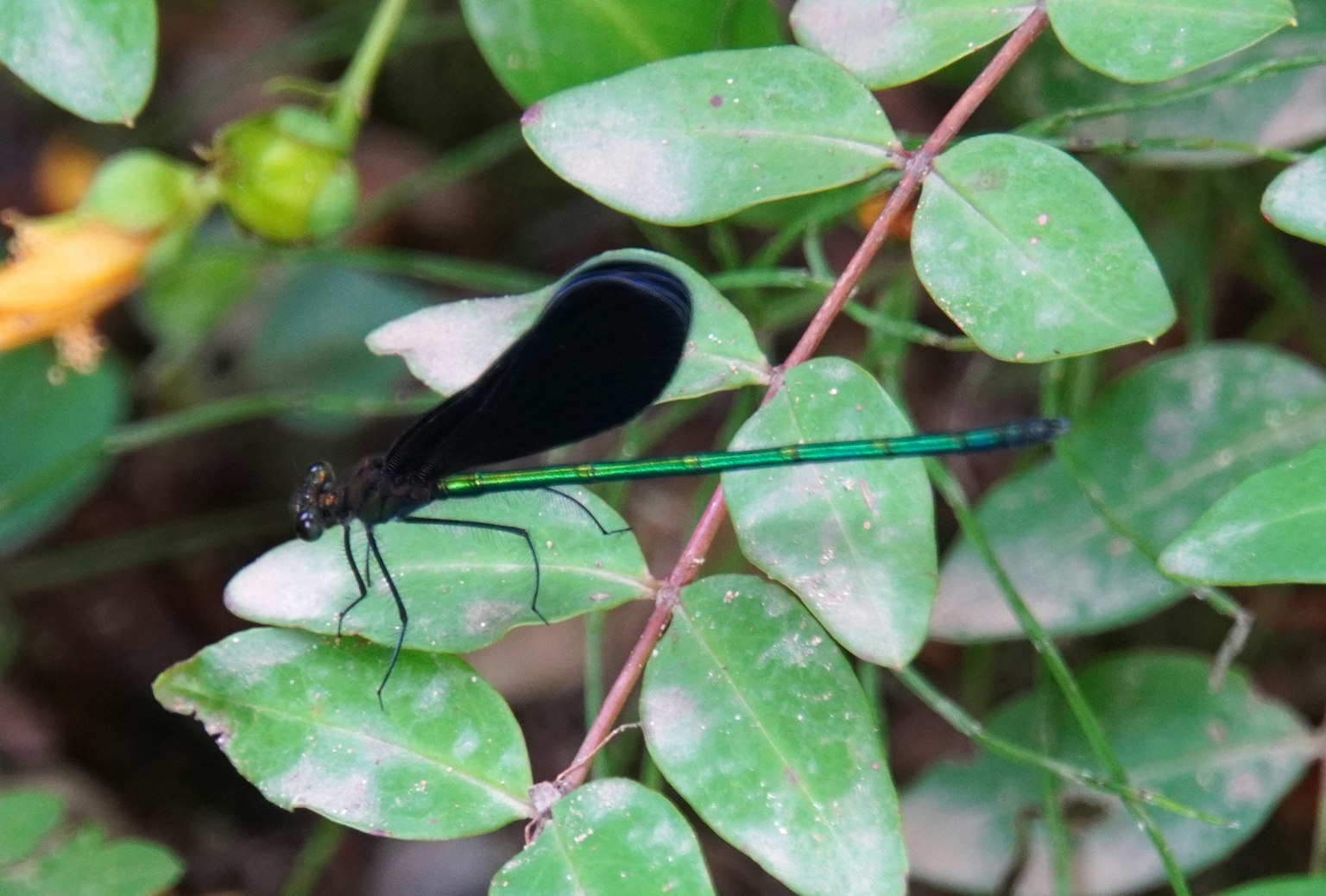 Una libellula con ali nere posata su foglie verdi