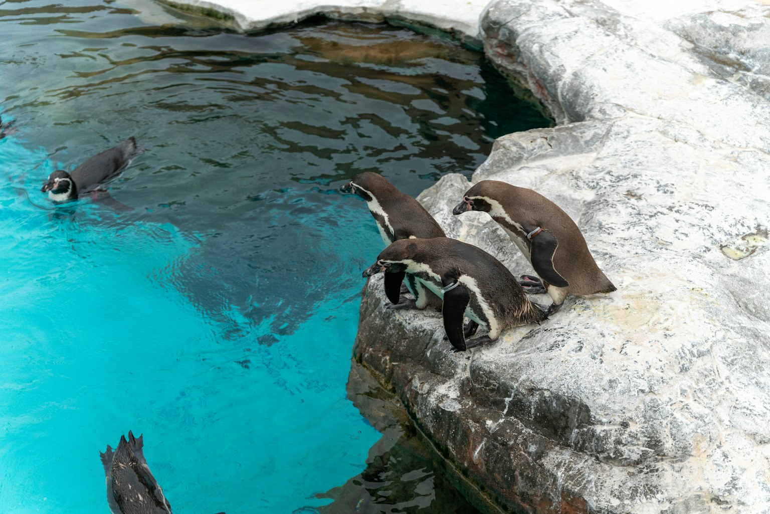 Pinguini riuniti vicino a una piscina turchese