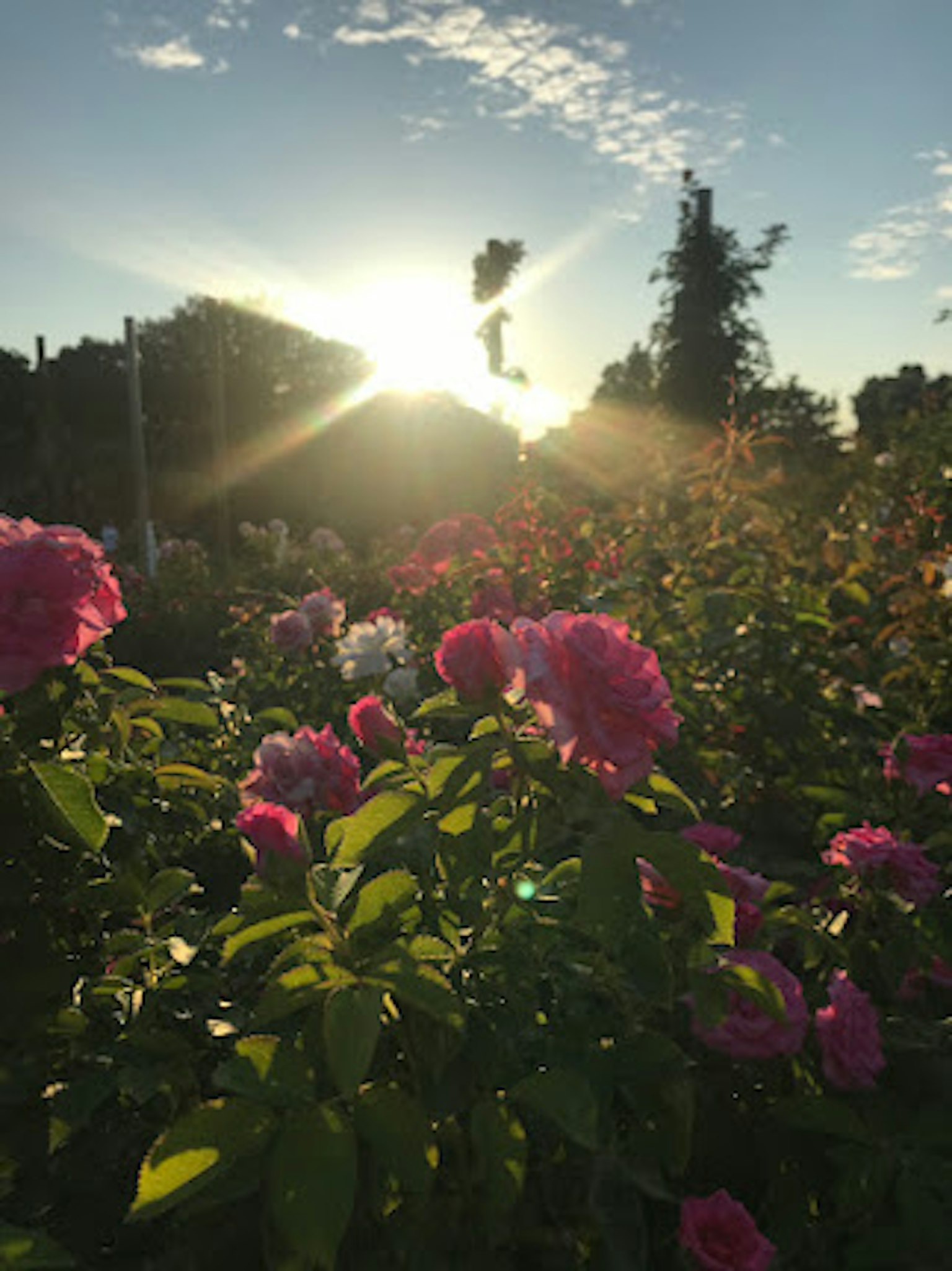 Schöne Szene mit blühenden Rosen und Sonnenuntergang im Hintergrund