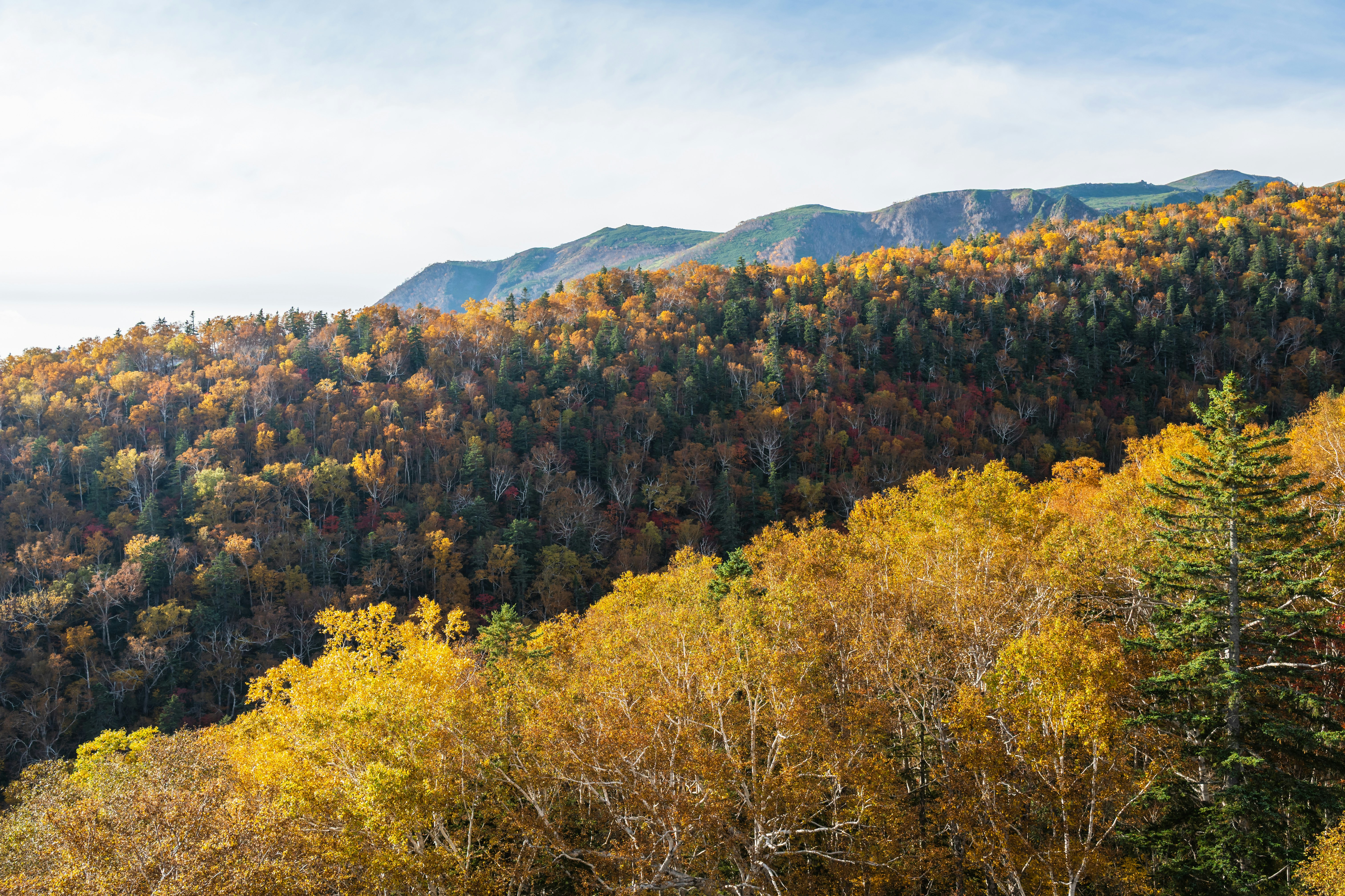 北海道大雪山黒岳の紅葉が広がる山並みの景色