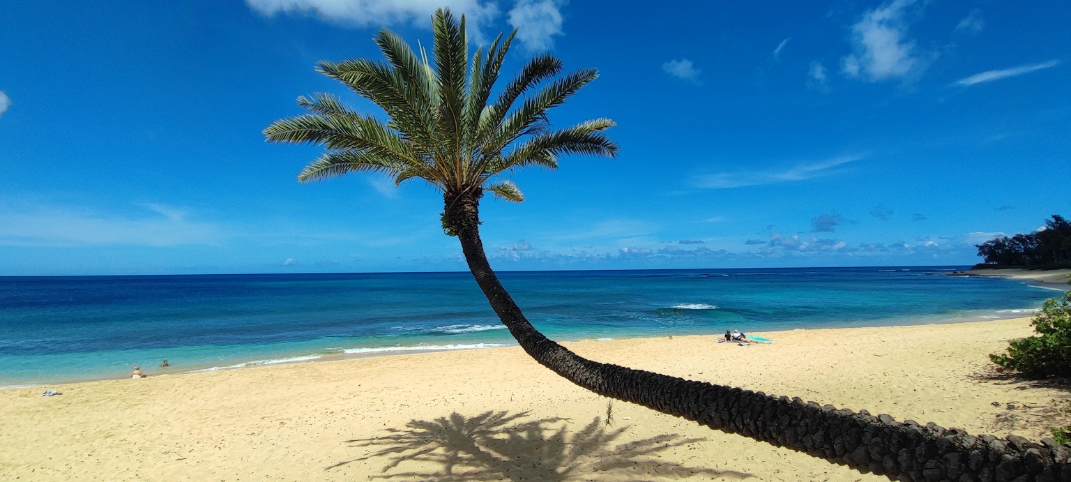 Eine malerische Strandansicht mit einer Palme, die sich zum blauen Ozean neigt