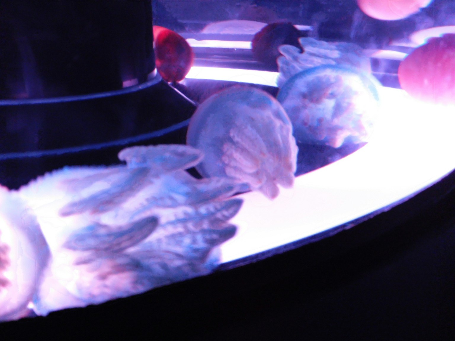Meduse che fluttuano in un serbatoio illuminato con uno sfondo scuro