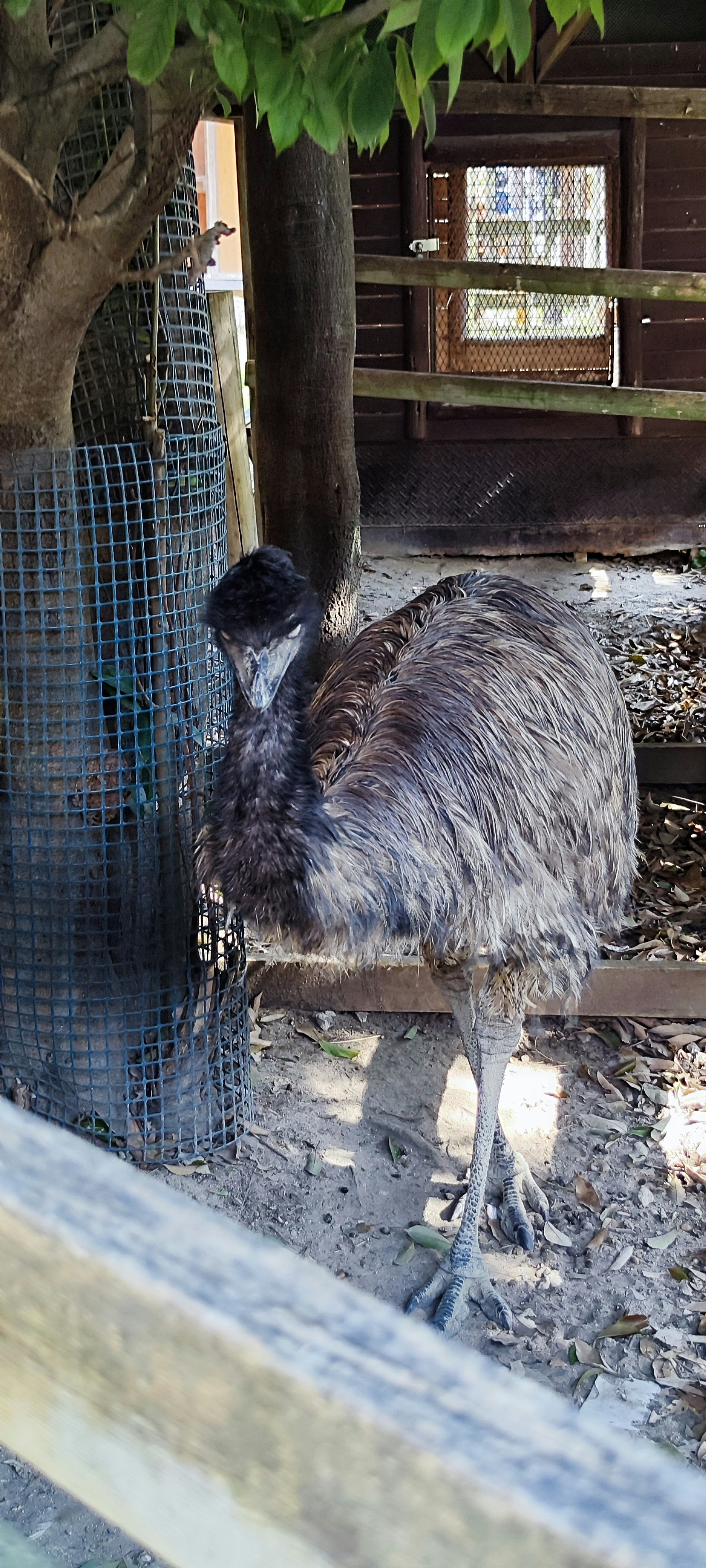 Ziege im Gehege an einem Tiergehege mit Grün