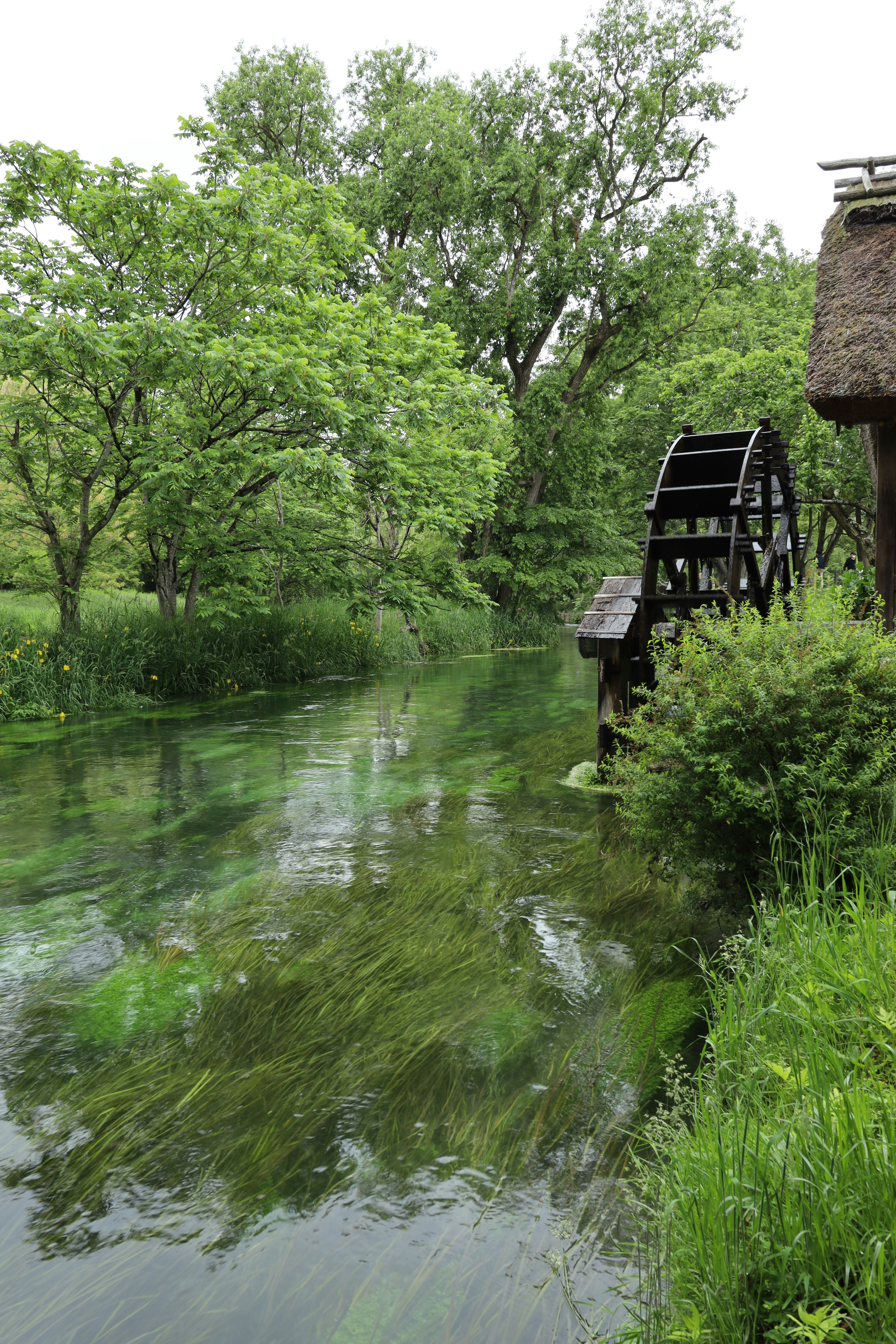 安曇野の水辺にあるわさび農園の小屋と水車