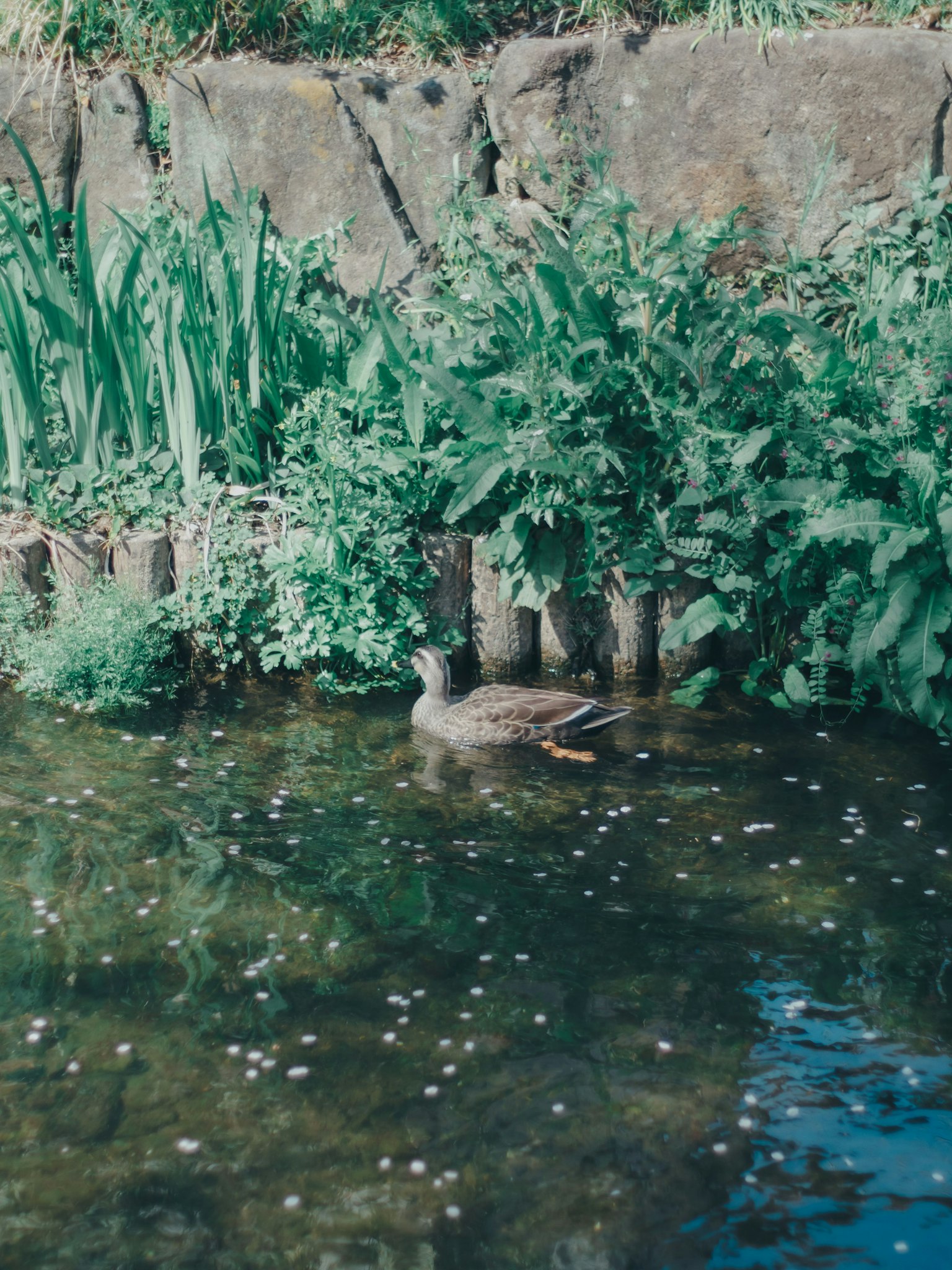 Ente ruht am Wasser umgeben von grünen Pflanzen