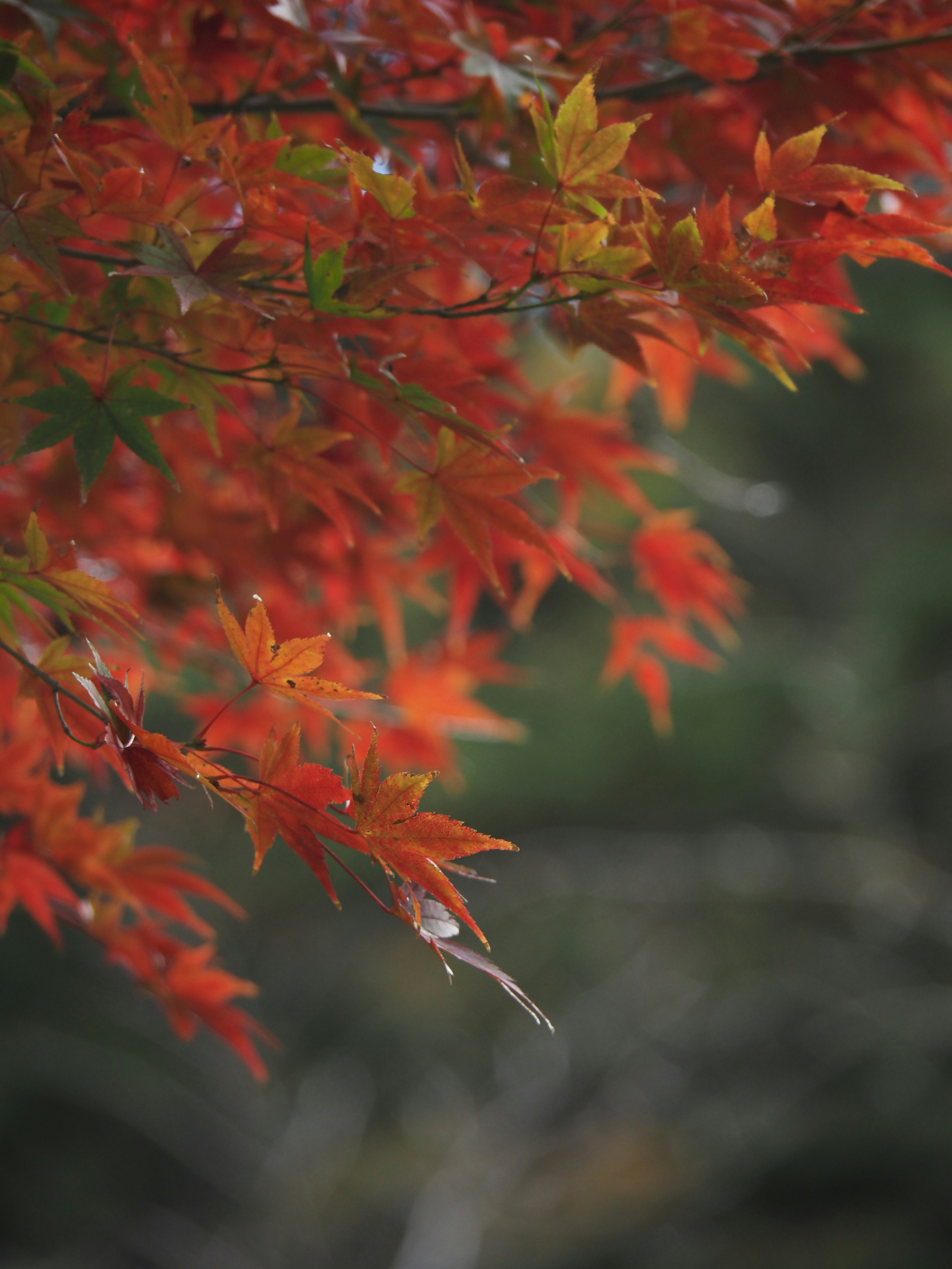 色づく紅葉の葉が揺れる木々のクローズアップ
