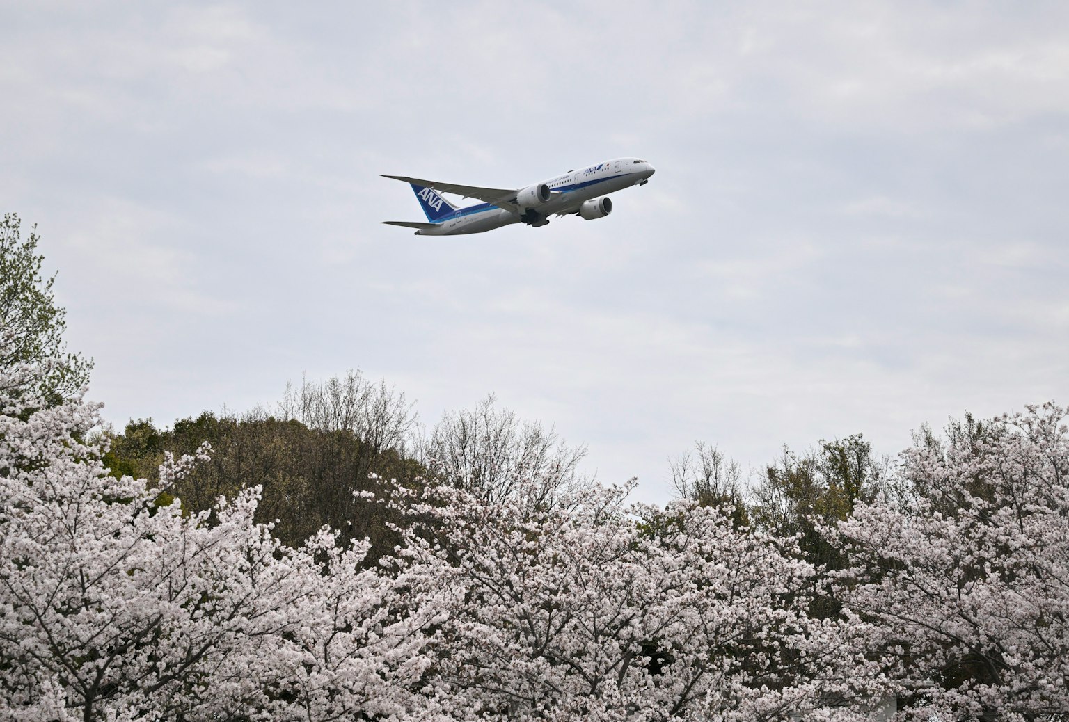 Avion volant au-dessus des cerisiers en fleurs