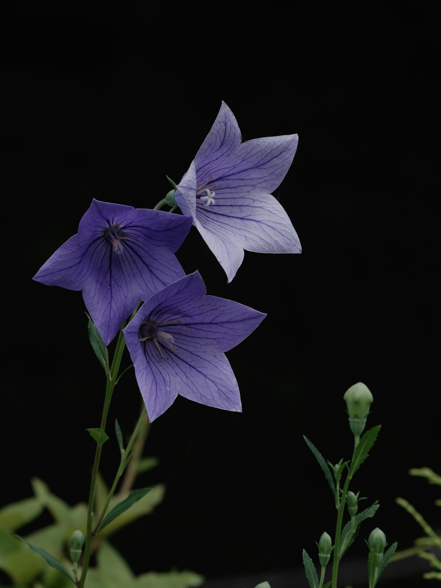 Fleurs violettes sur un fond noir