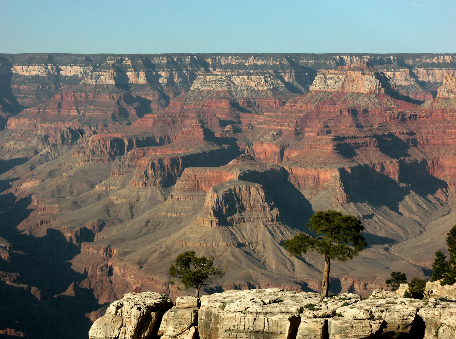 Atemberaubende Aussicht auf den Grand Canyon rote Gesteinsschichten und grüner Baum