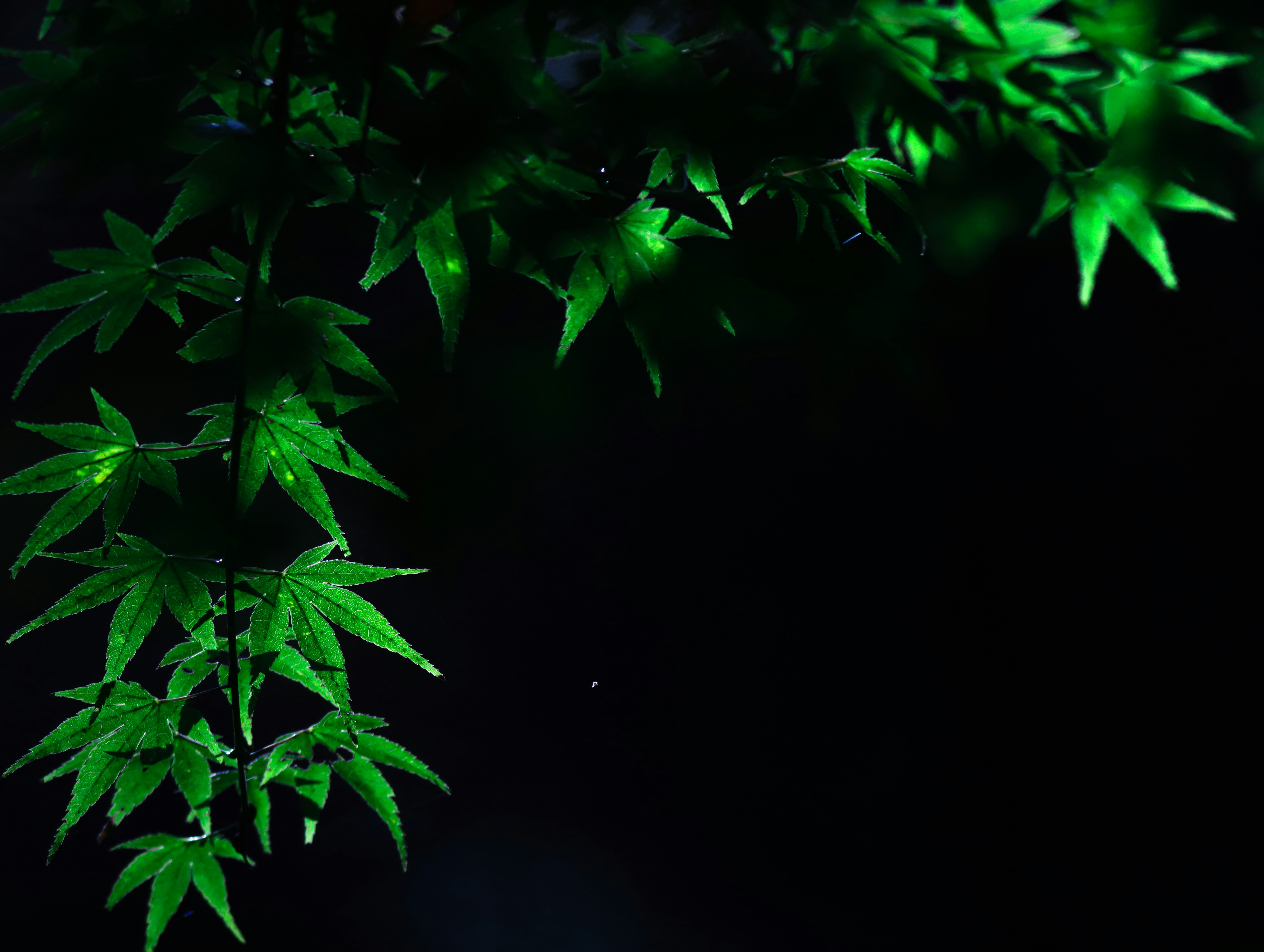 green bamboo leaves against a dark background