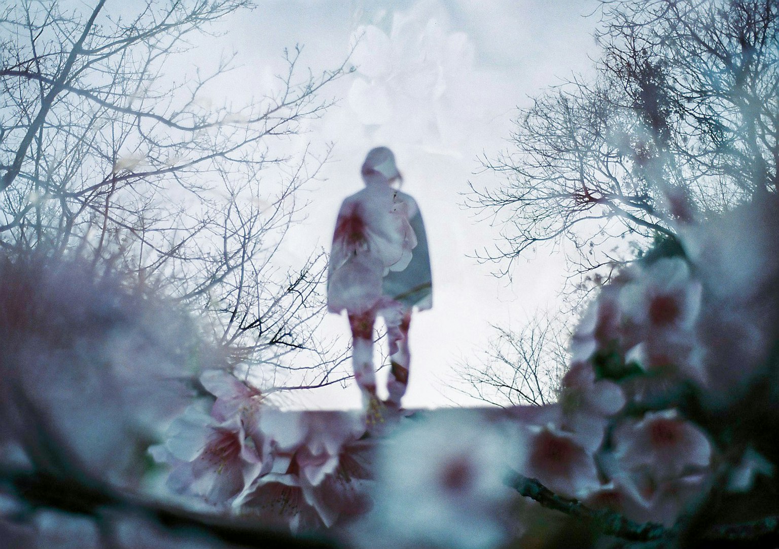 Silhouette d'une personne se tenant parmi des fleurs et des arbres