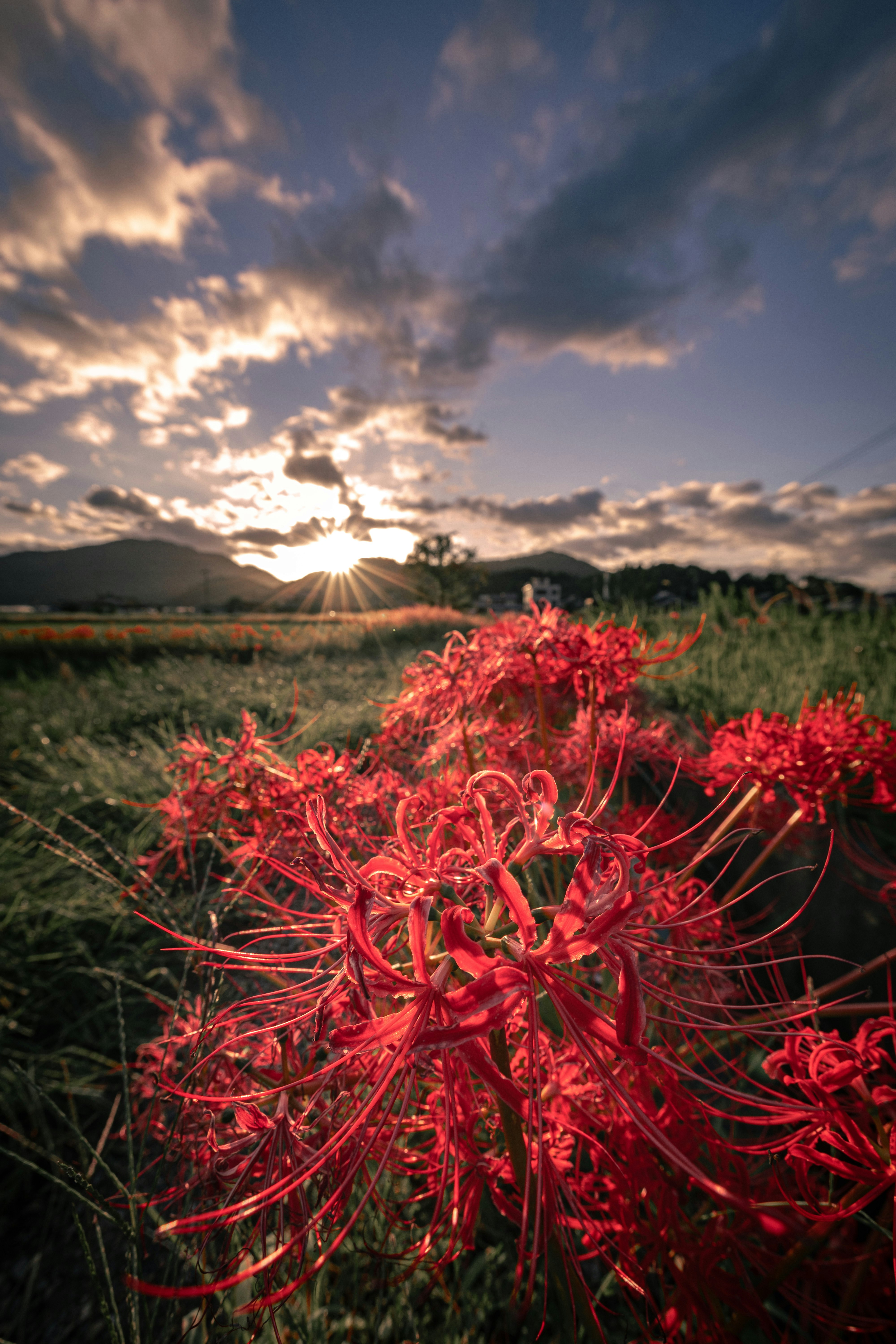 夕焼け空の下で咲く赤い彼岸花の群生