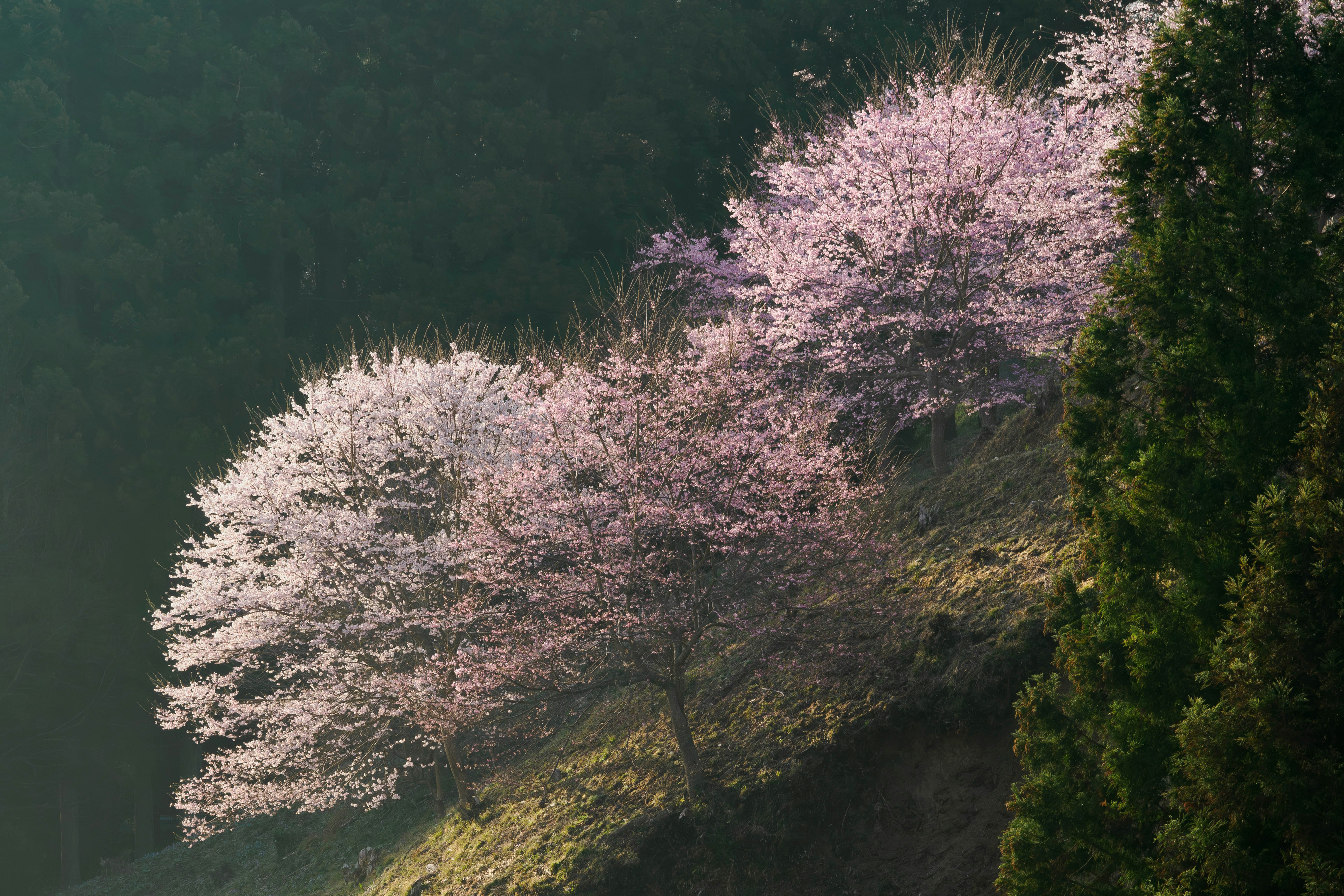 福島県二本松の古戦場に咲く桜の並木