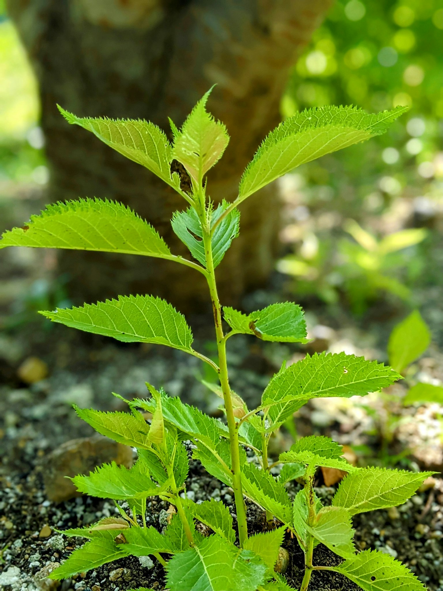 Young green plant with bright leaves and sunlight