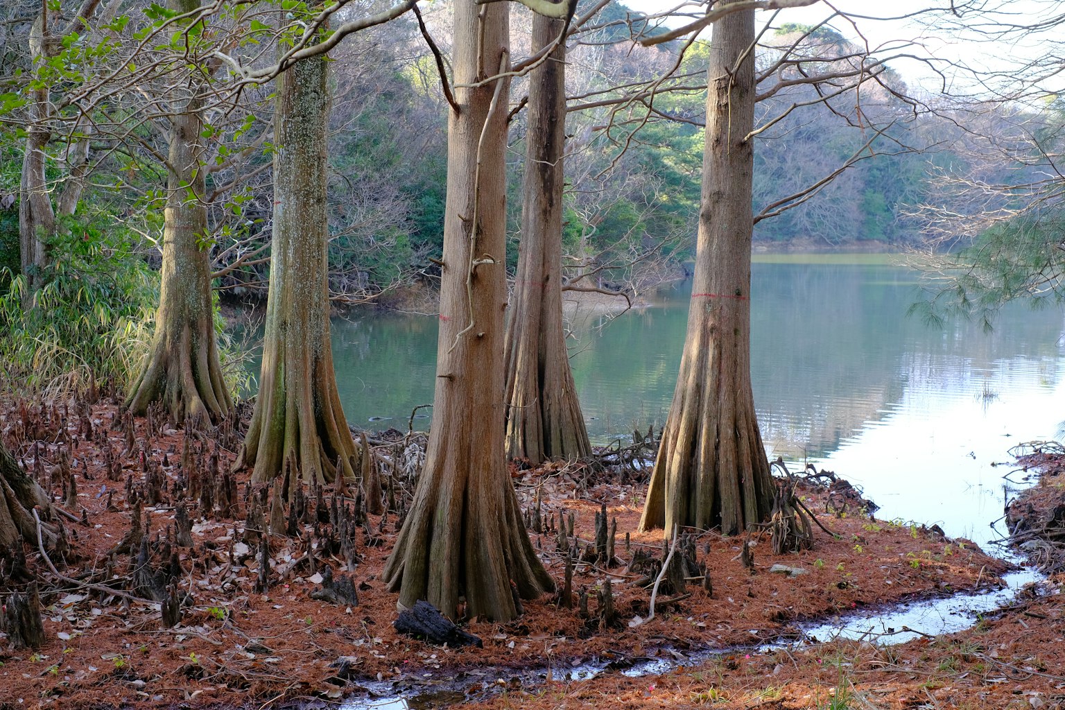 Vista escénica de árboles junto a un lago con reflejos