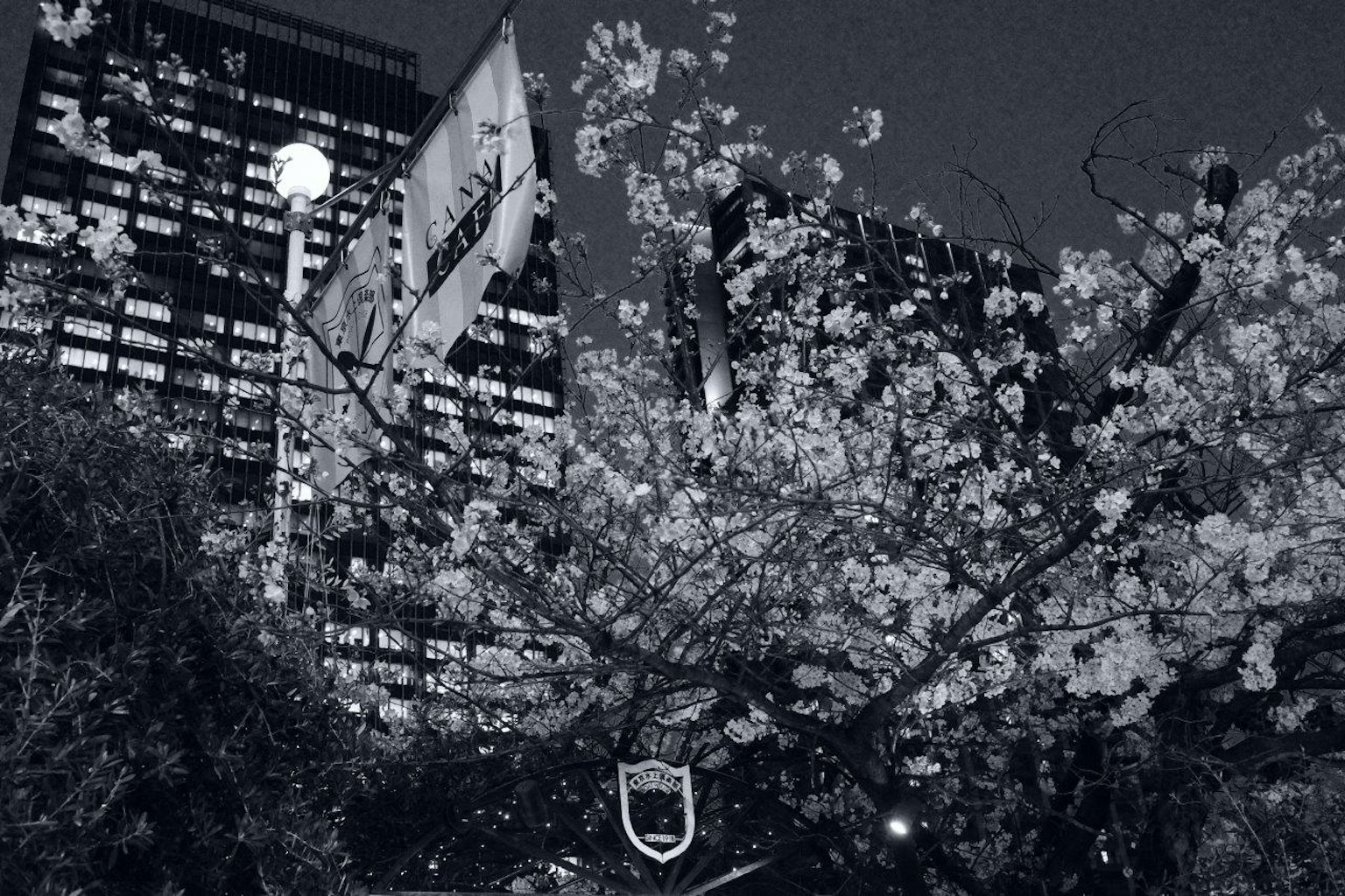 夜晚城市天际线与盛开的樱花形成对比