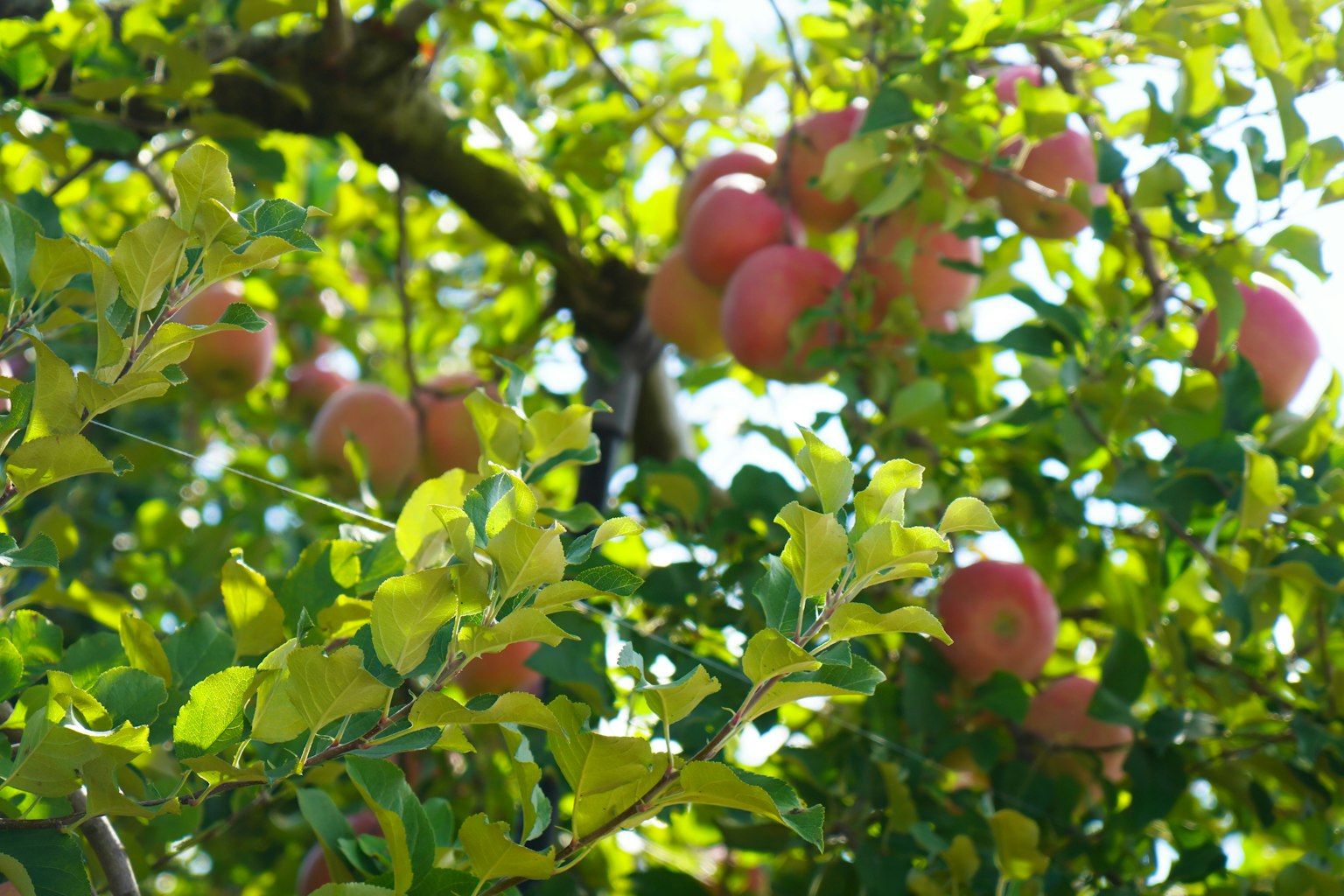 Un árbol con hojas verdes y manzanas rojas colgando