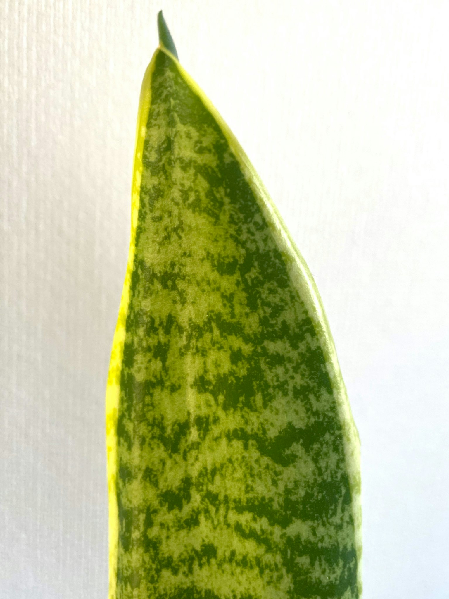 Nahaufnahme eines Sansevieria-Blattes mit grünen und gelben Streifen