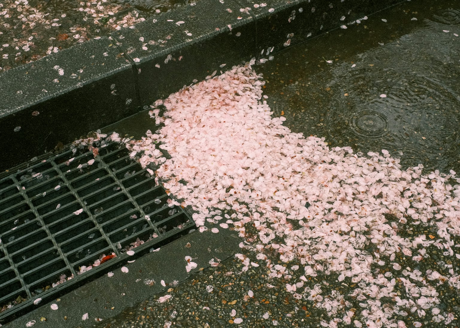 Scattered cherry blossom petals on wet pavement near a drain