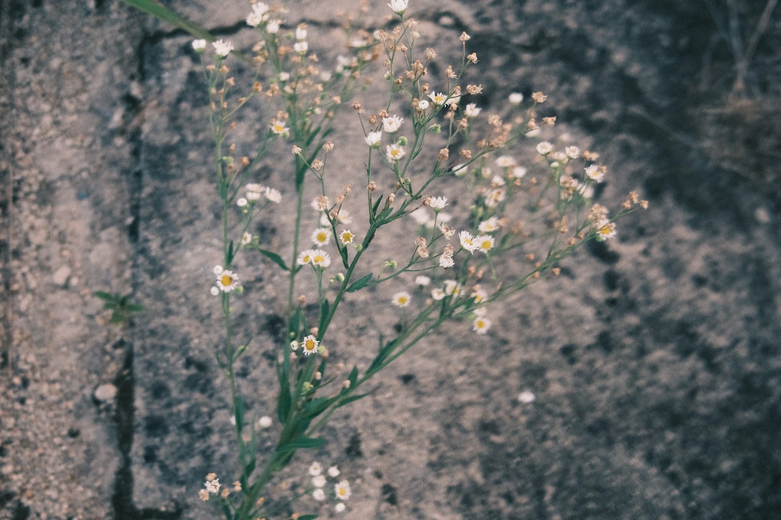 A stem of grass with small white flowers against a concrete background