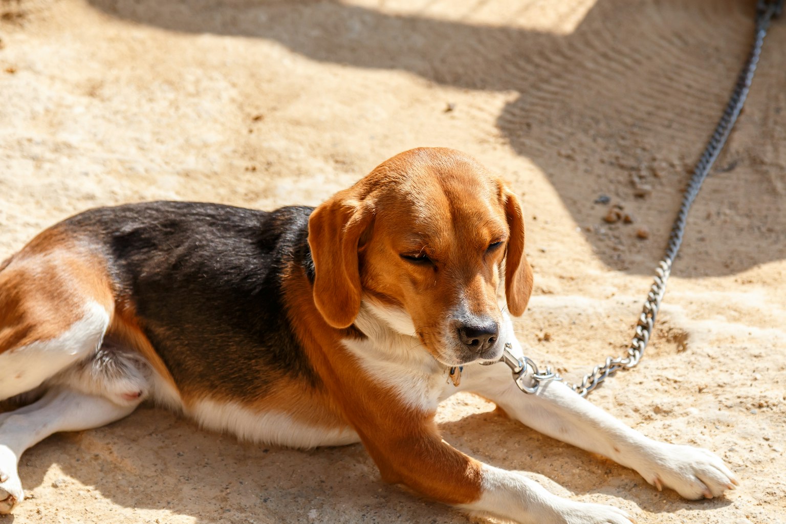 Brown and white beagle dog lying on the ground with a chain