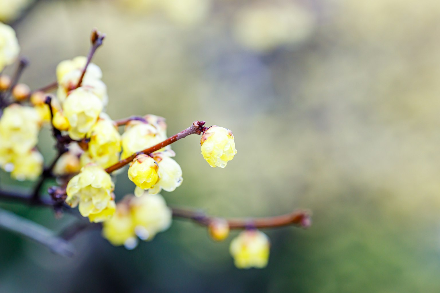 Nahaufnahme eines Zweigs mit gelben Blumen
