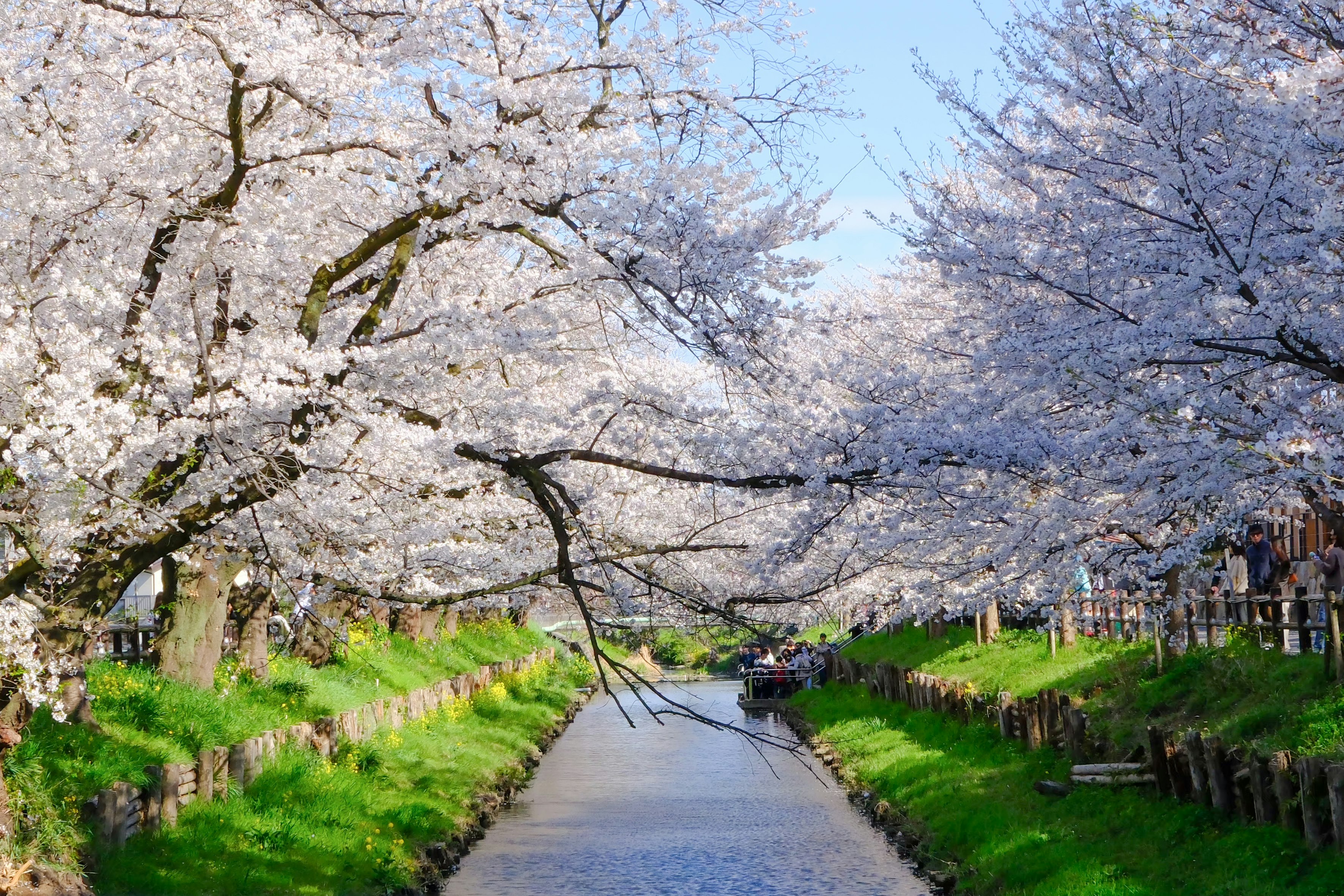 埼玉の新河岸川沿いに咲く桜並木と川の流れ