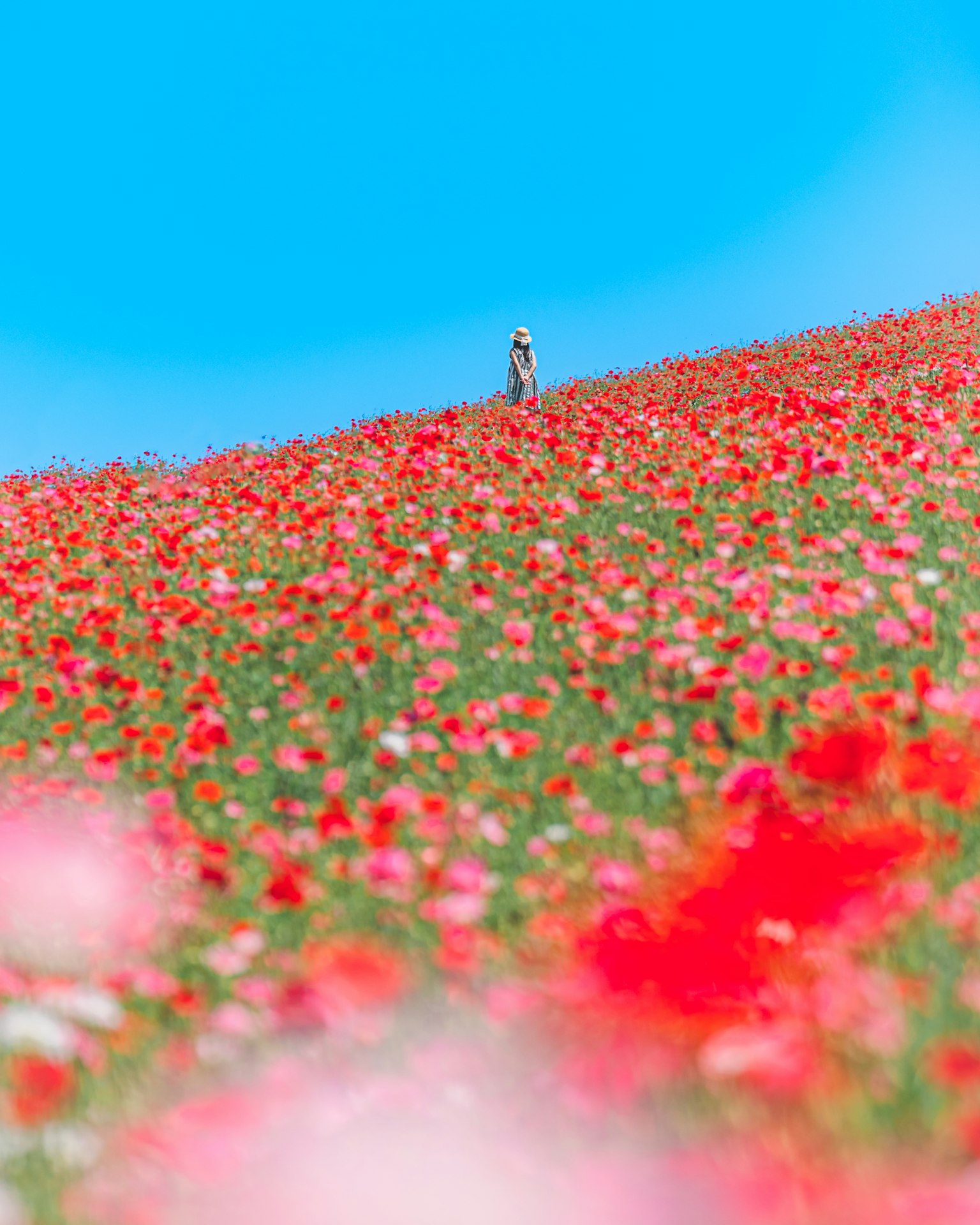 ทุ่งดอกไม้สีแดงสดใสใต้ท้องฟ้าสีฟ้าพร้อมกับรูปในระยะไกล