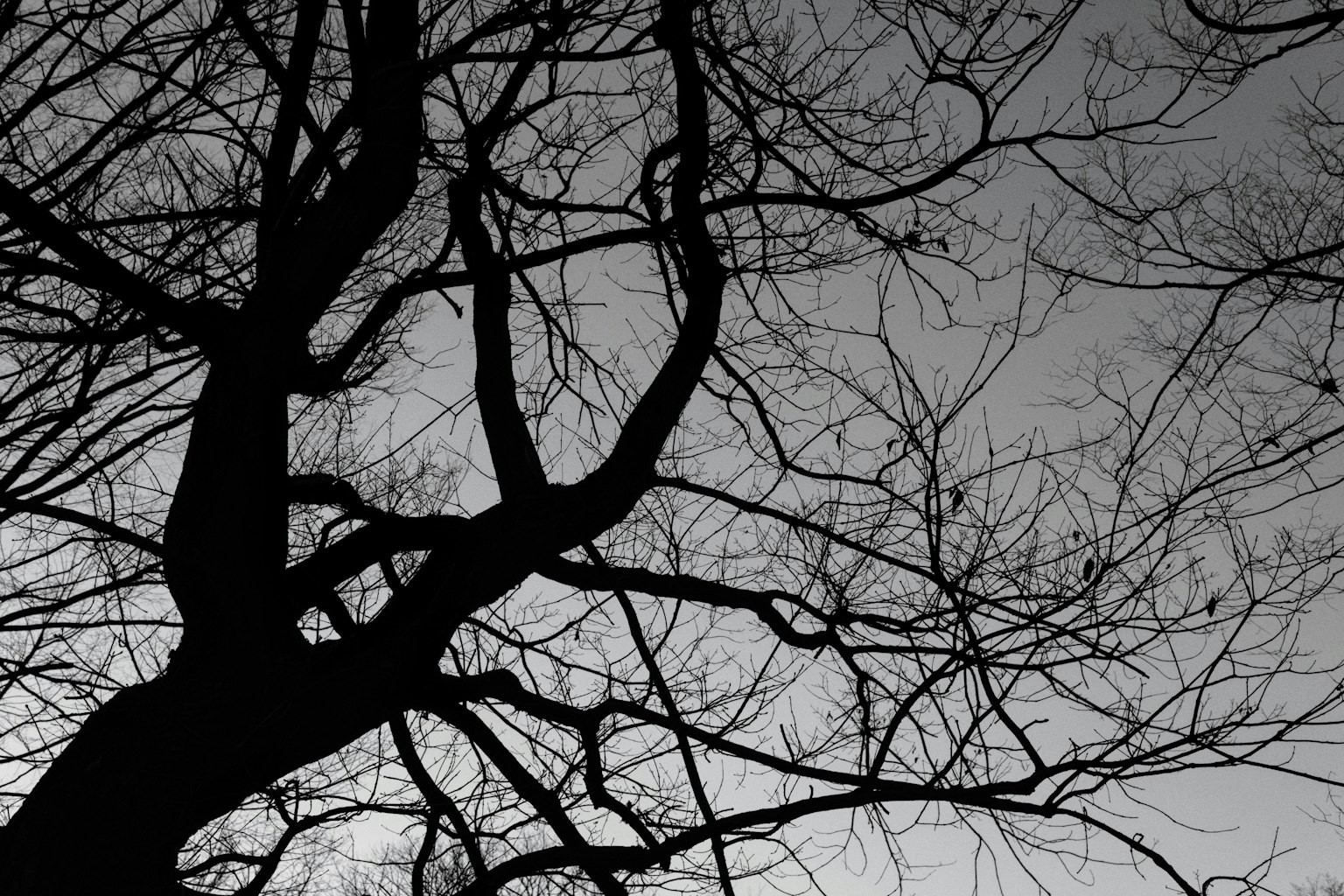 Silueta de ramas de árbol negras contra un fondo gris