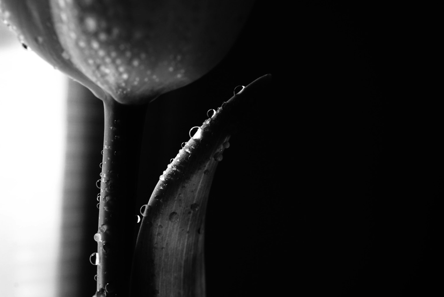 Primo piano di un tulipano in bianco e nero con gocce d'acqua