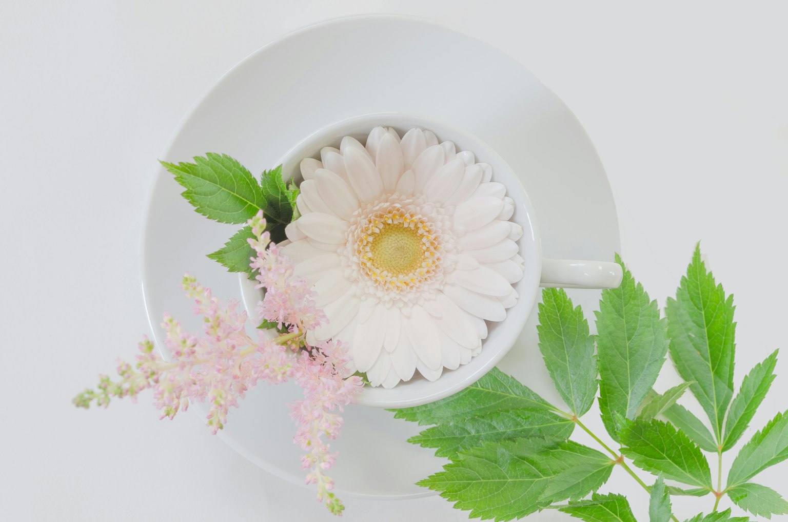 Beautiful arrangement of a white flower and green leaves in a white cup