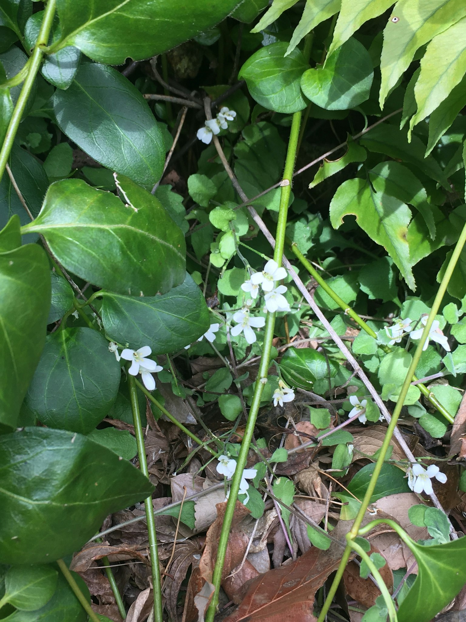 小白花在綠色葉子中生長於自然環境中