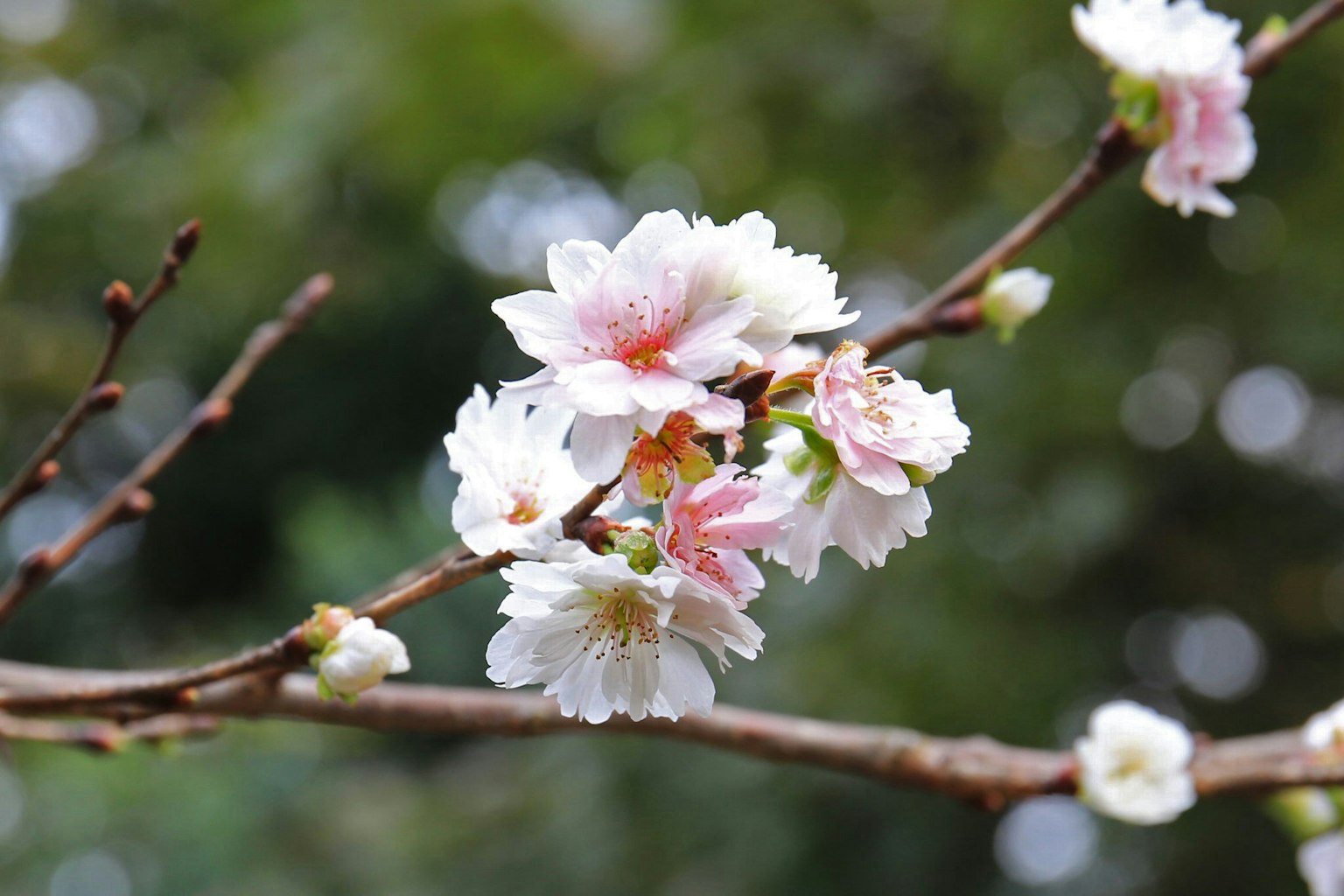 Close-up of cherry blossom flowers on a branch