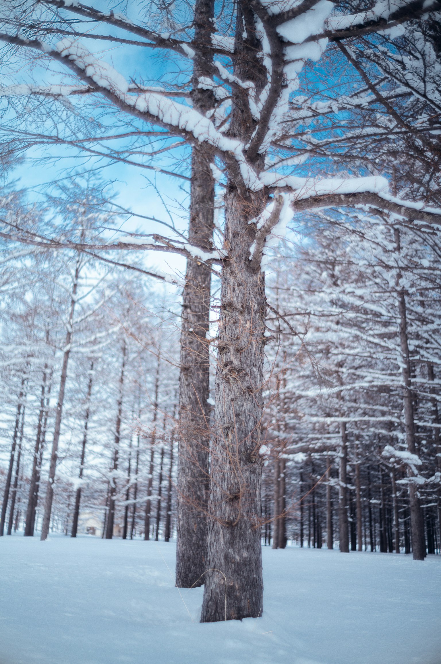 白雪覆蓋的樹木在藍天下的冬季景觀