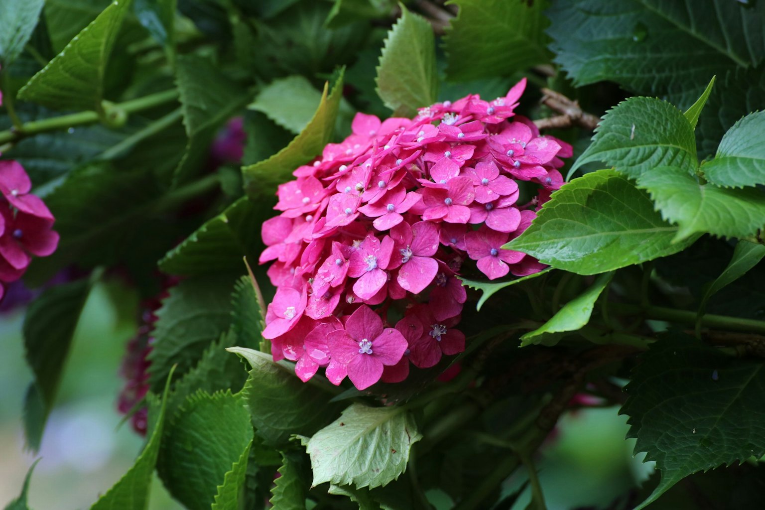 Bella fiore di ortensia rosa con foglie verdi