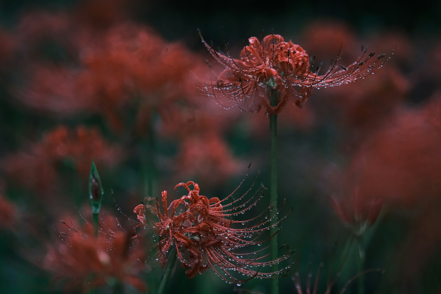 Scène mystique de fleurs rouges ornées de rosée
