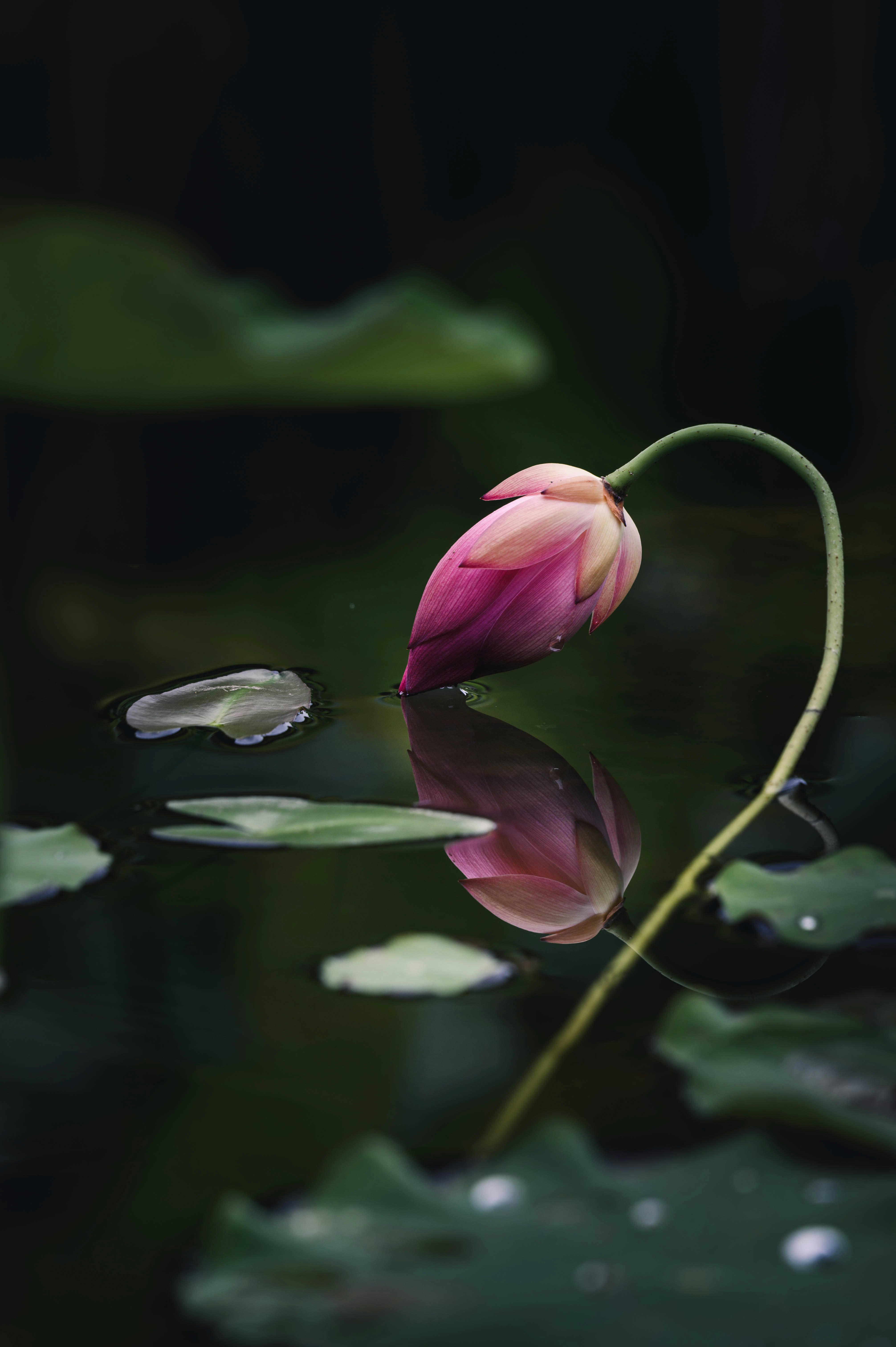 Boutons de lotus et reflets sur l’eau