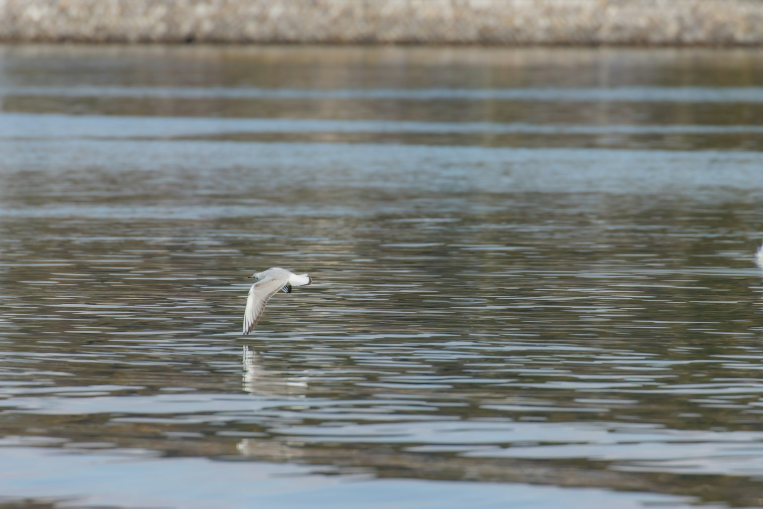Un uccello bianco che vola sopra una superficie d'acqua calma