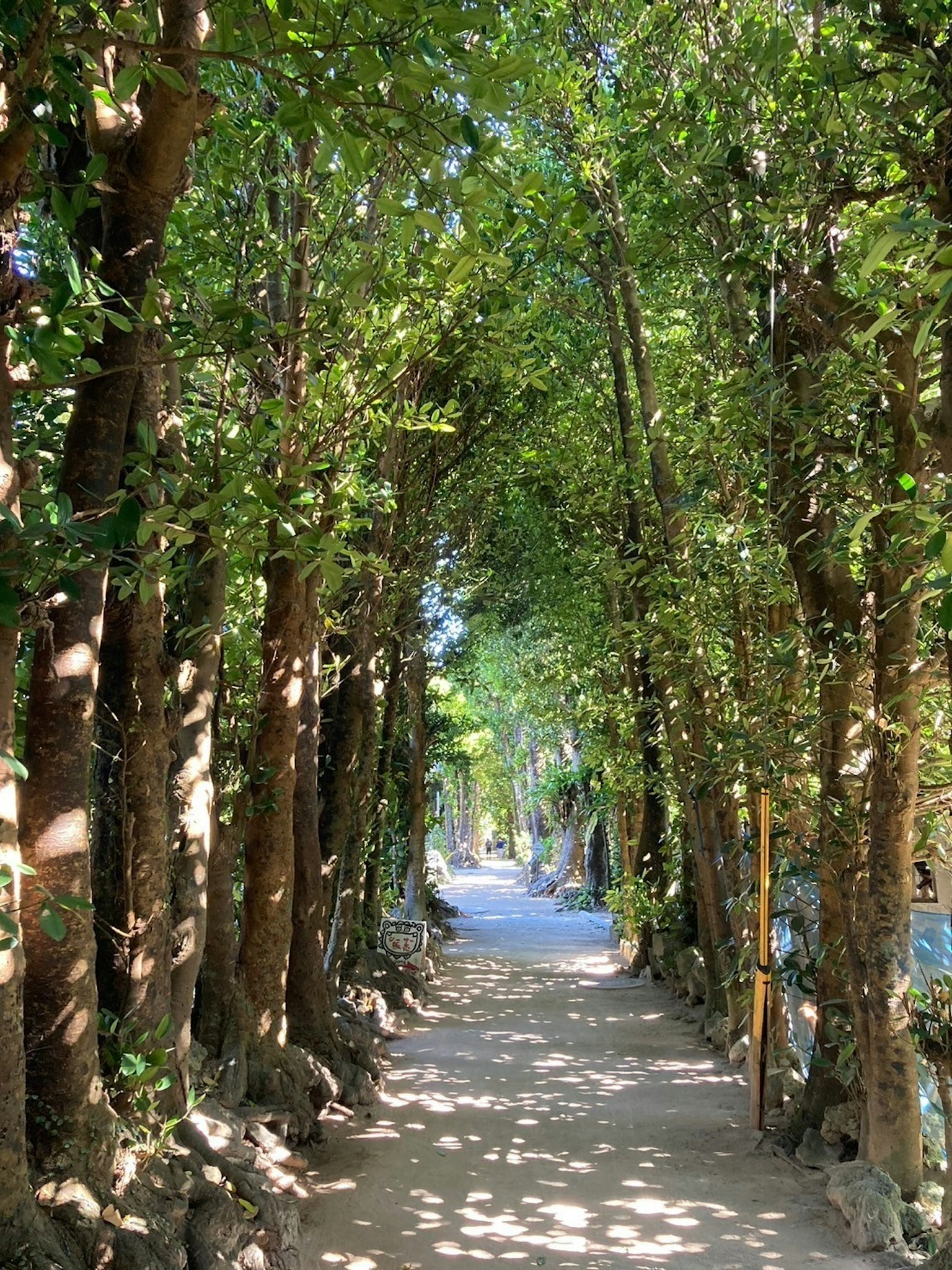 Camino pintoresco flanqueado por árboles verdes exuberantes y luz filtrada