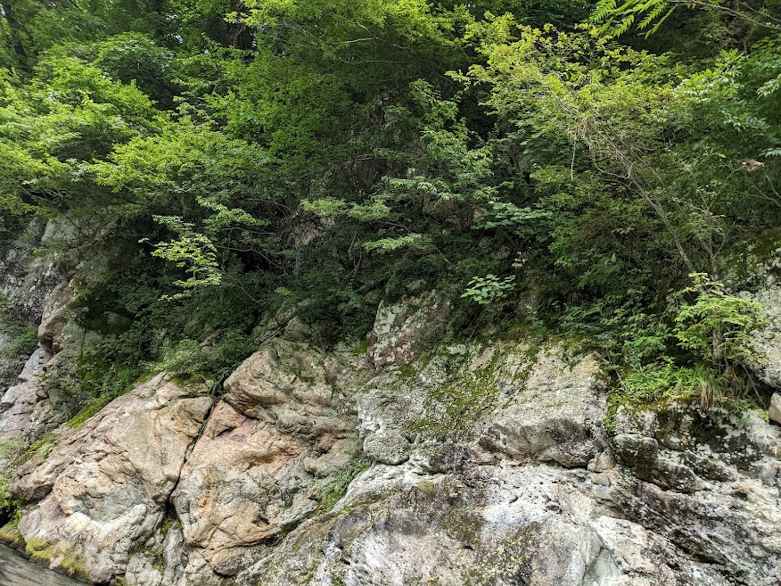 茂盛的绿植环绕着岩石景观